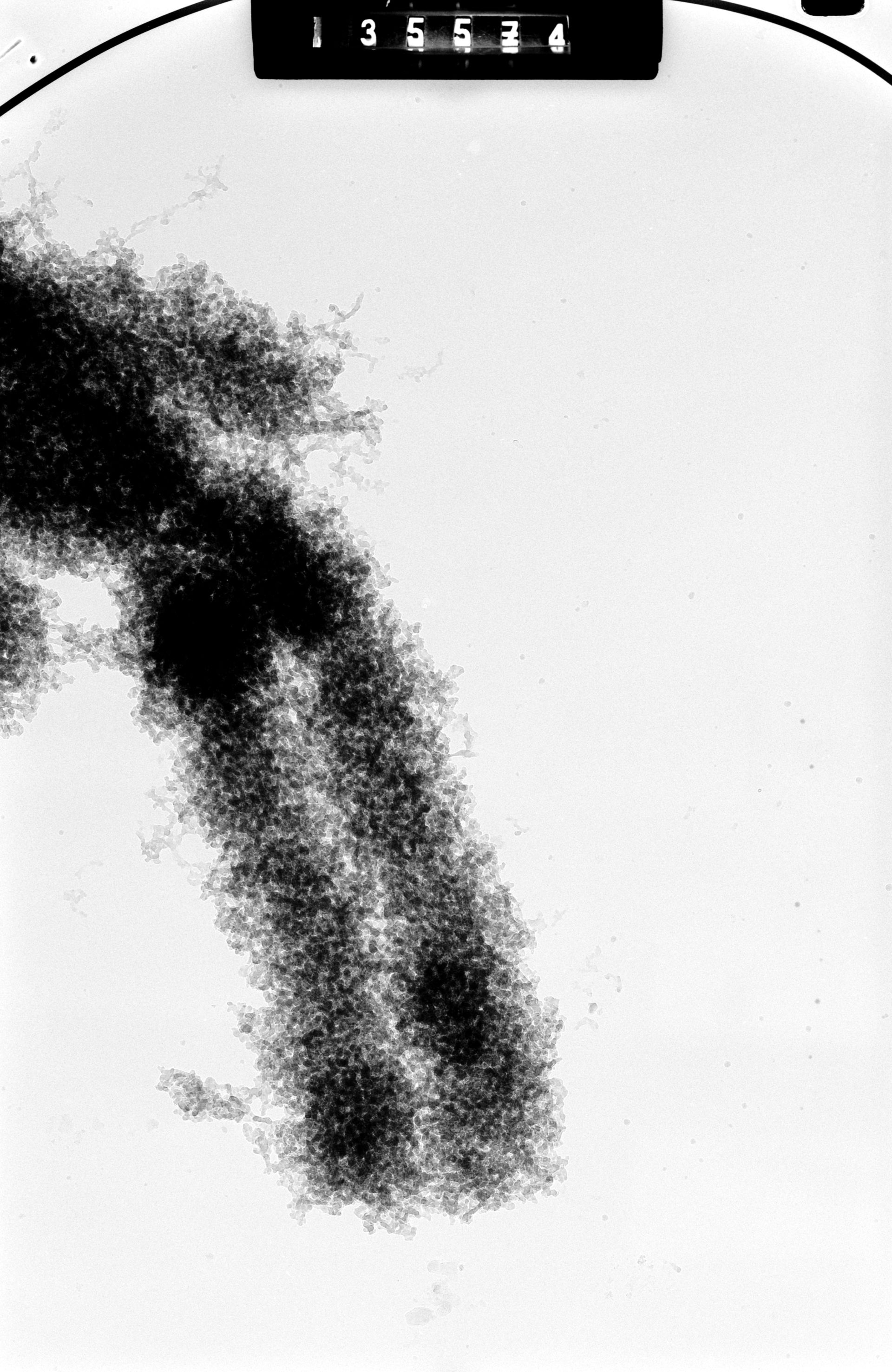 Cricetulus griseus (Nuclear chromosome) - CIL:41708
