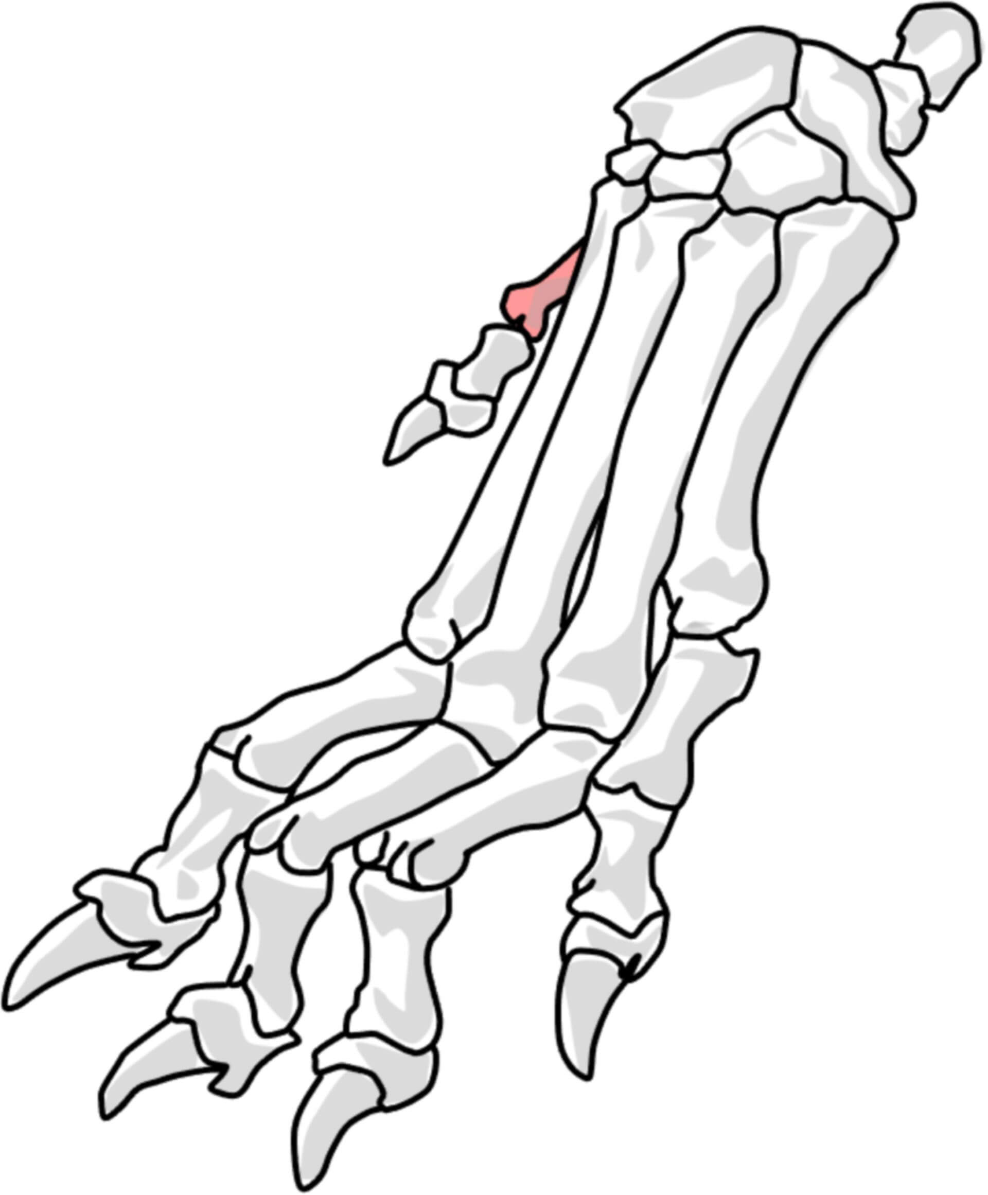 1. Metakarpalknochen beim Hund (© Patrick Messner)