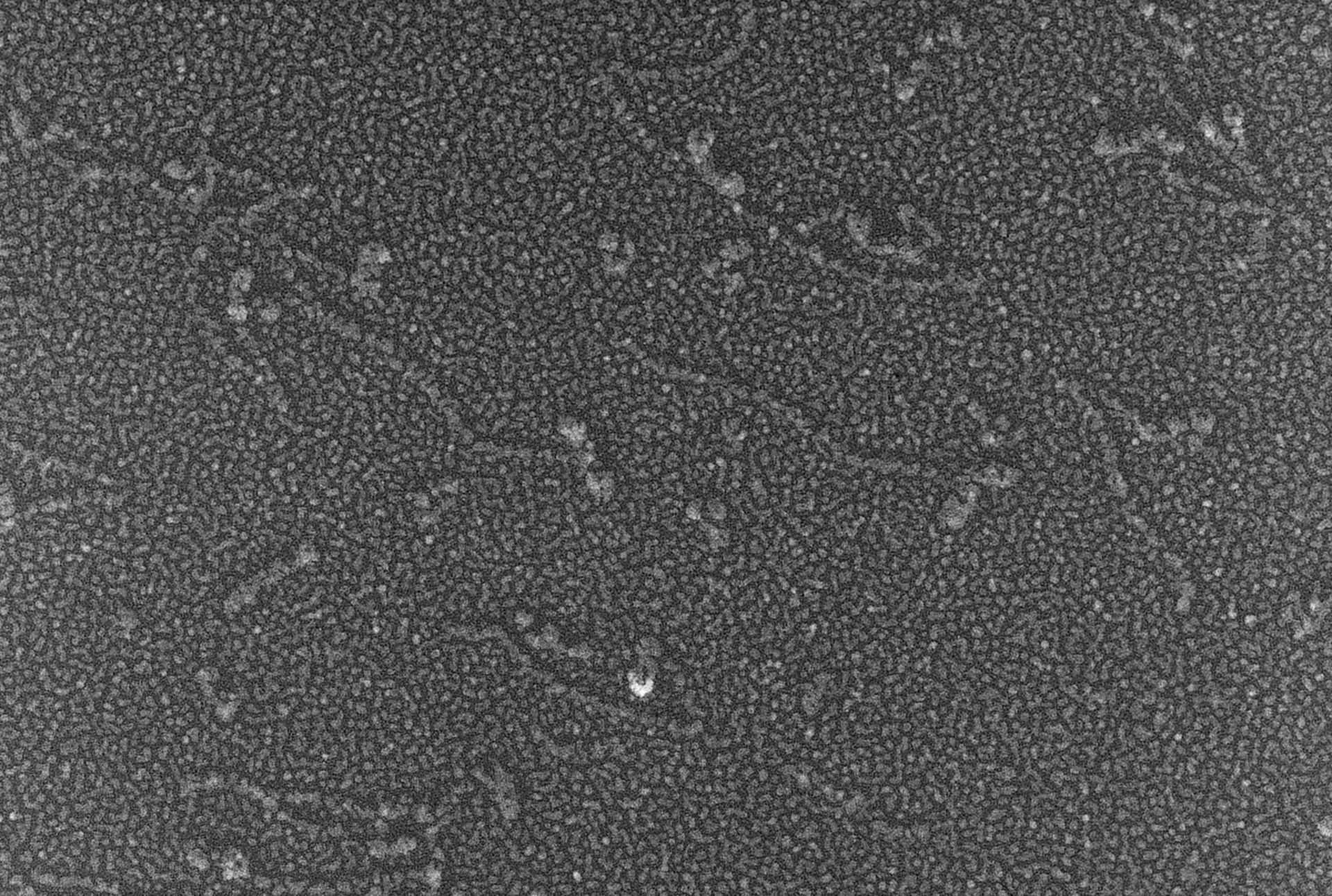Oryctolagus cuniculus (Skeletal muscle cell) - CIL:4659