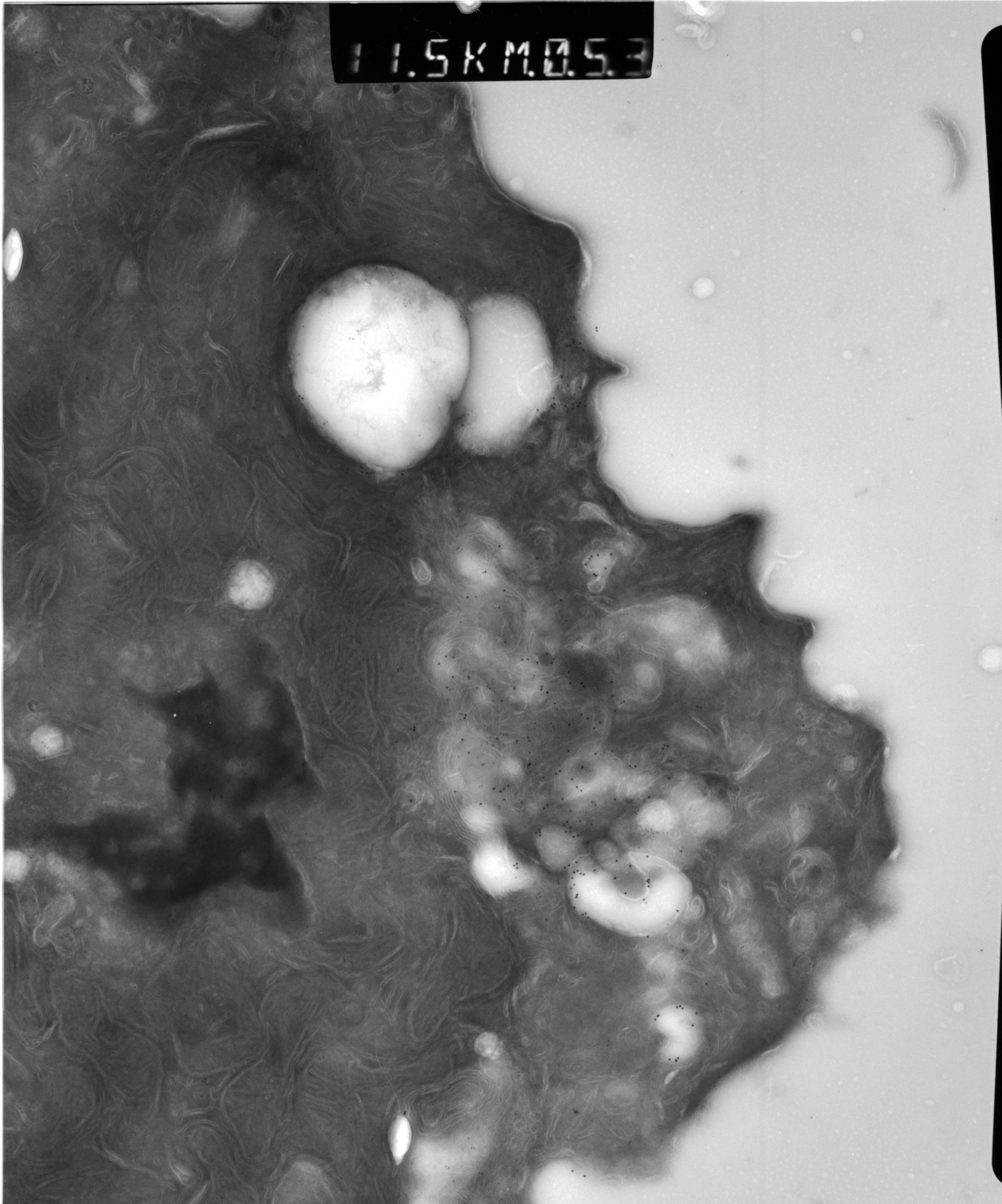 Rattus rattus (Mitochondrion) - CIL:12930