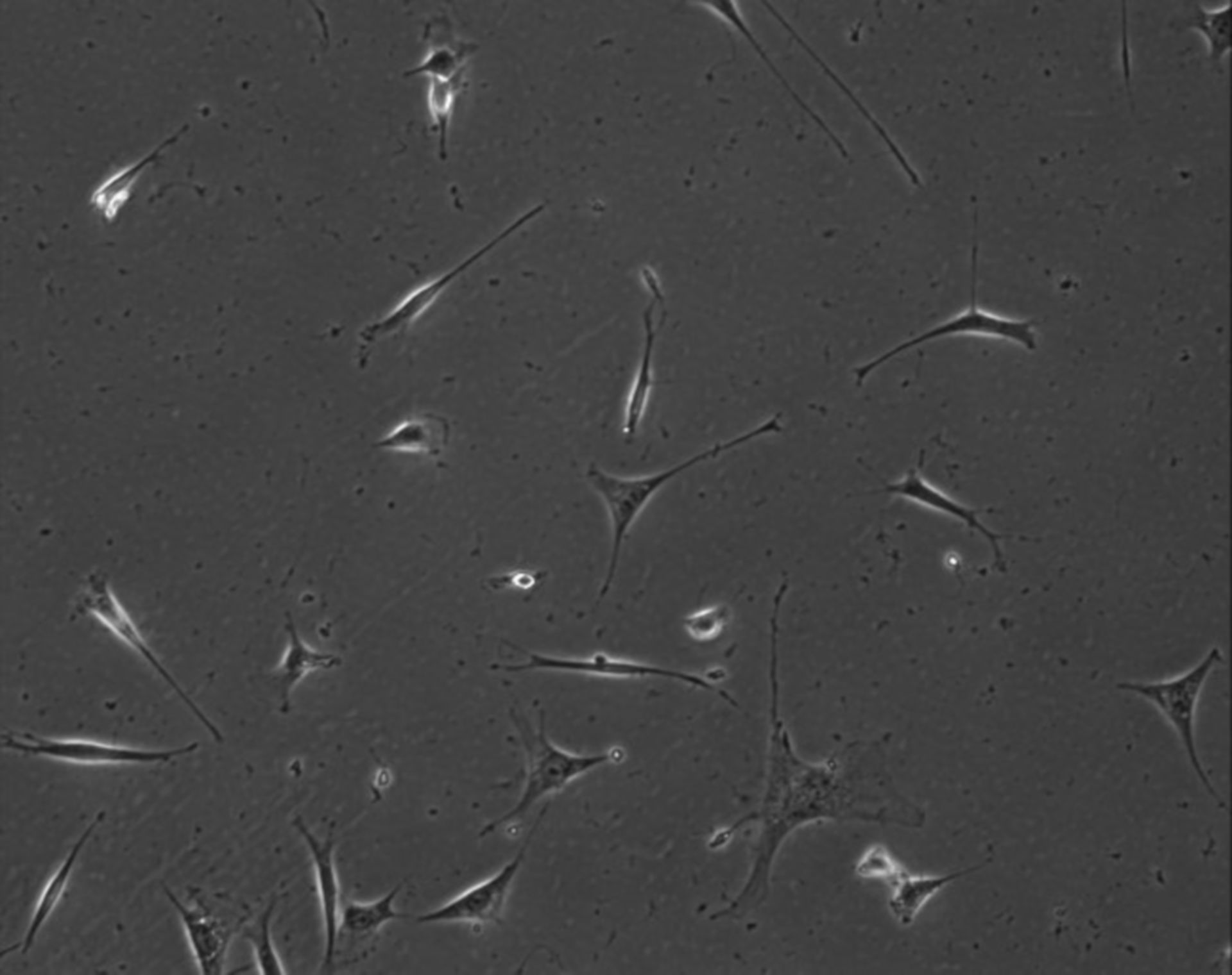 Mus musculus (Extracellular matrix part) - CIL:7890