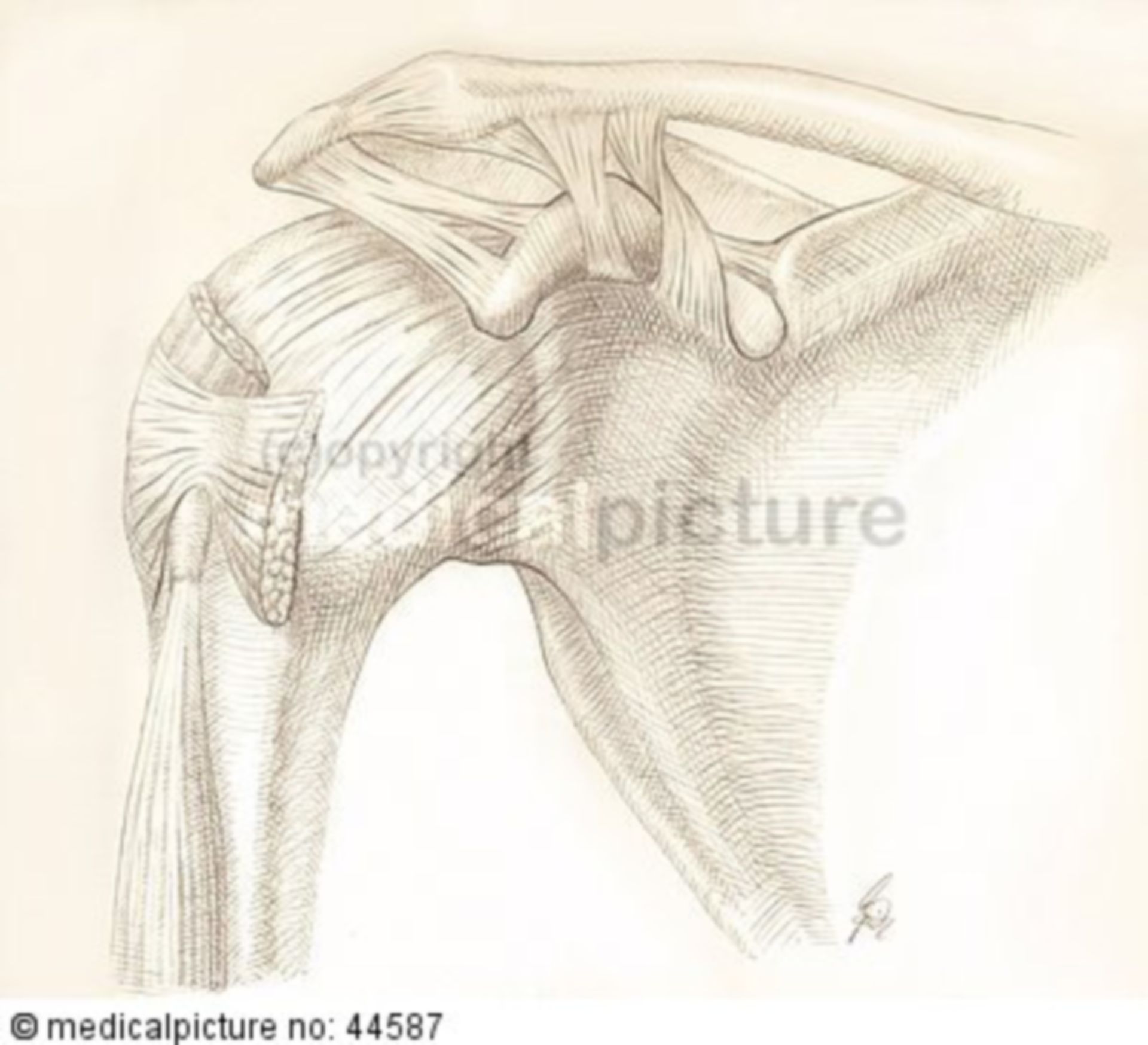 Shoulder joint