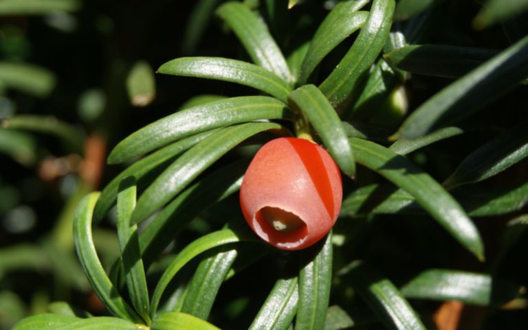Taxus baccata - European yew - DocCheck