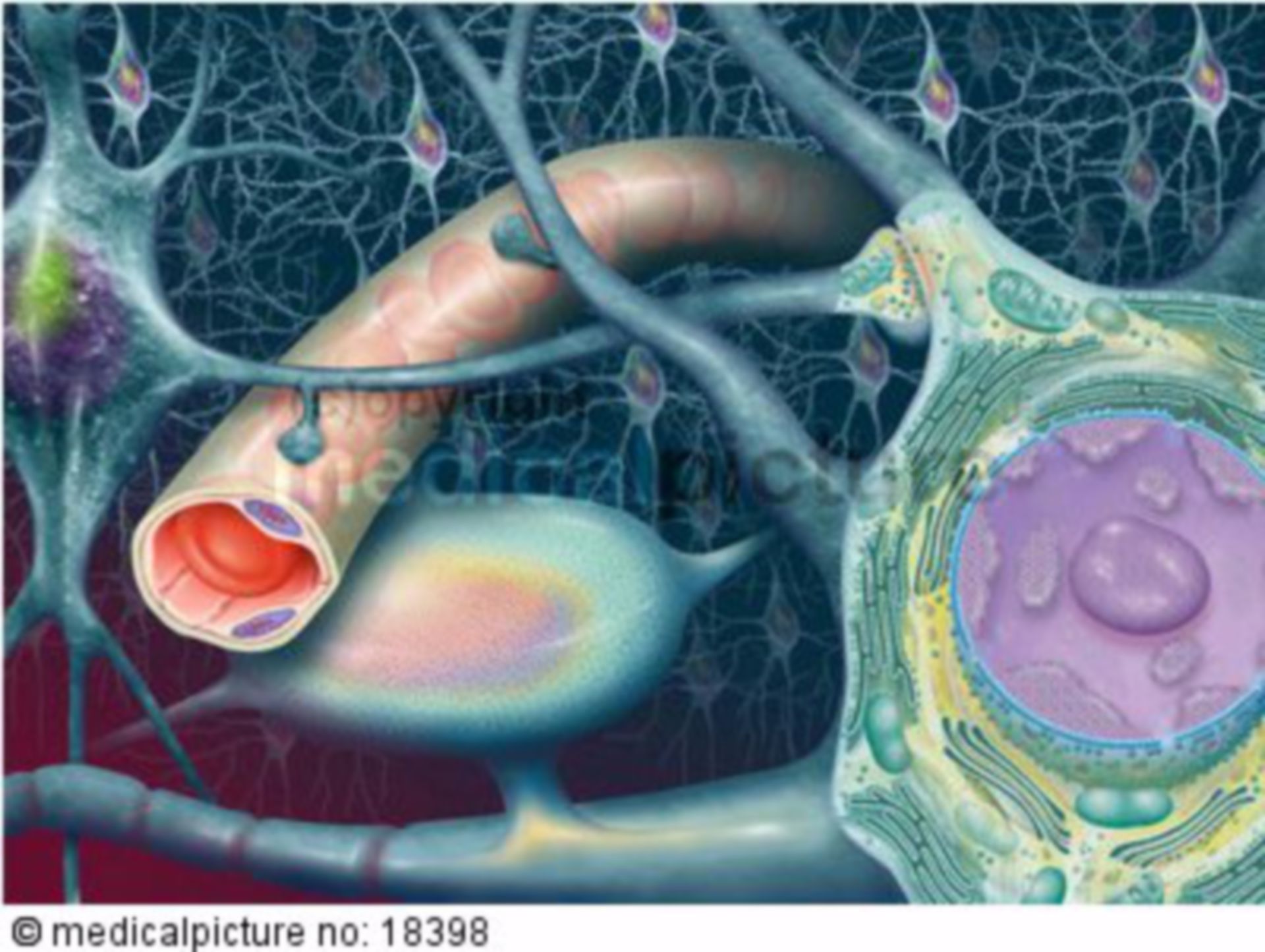  Nervenzelle und Blutgefäss Hirn, Neueurons and vessels of the brain 

