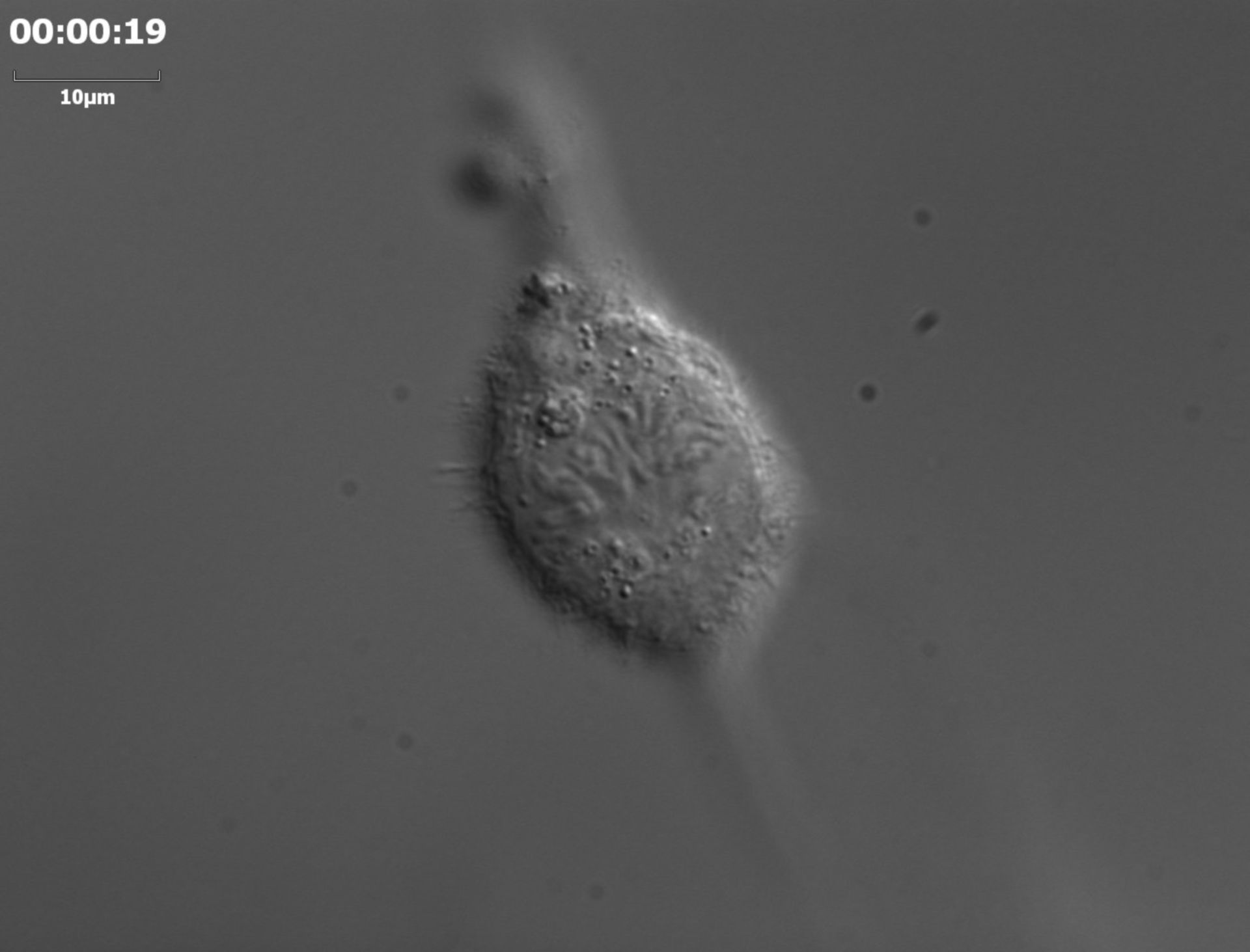 Homo sapiens (Retinal pigment epithelium) - CIL:35151