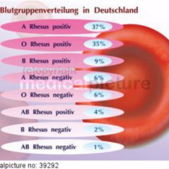 Blutgruppenbestimmung Doccheck Flexikon