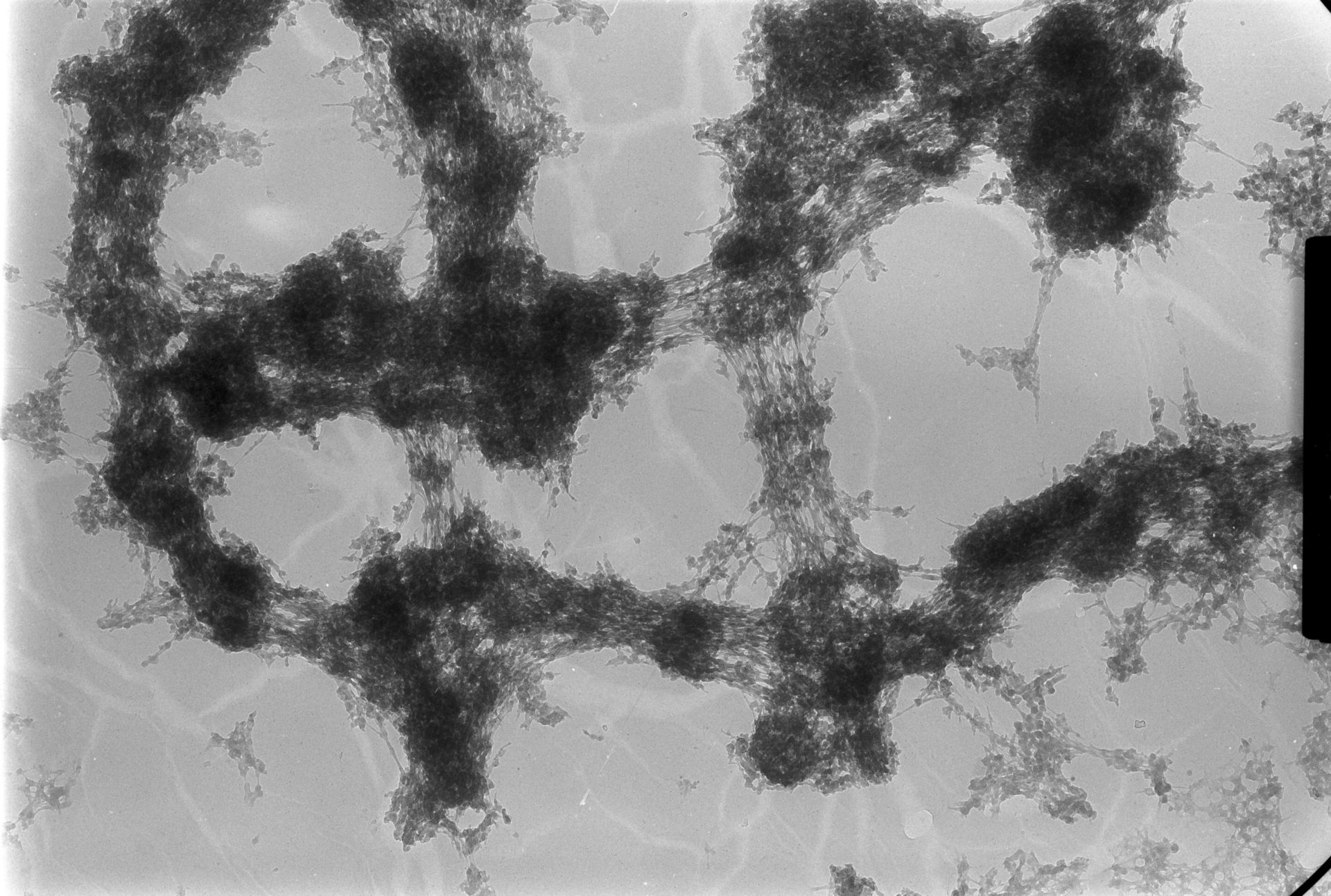 Drosophila melanogaster (Polytene chromosome) - CIL:25404