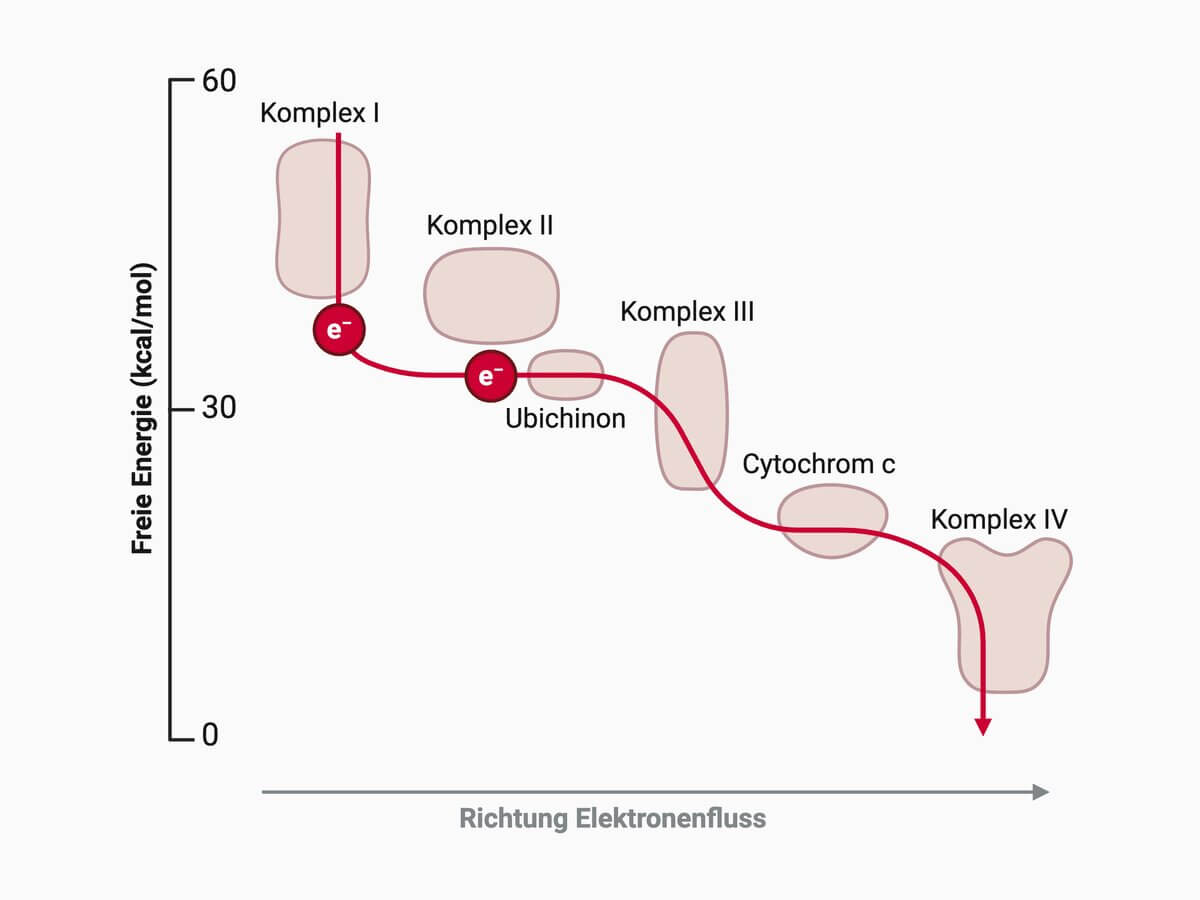 Energetik des Elektronentransports über die Atmungskette
