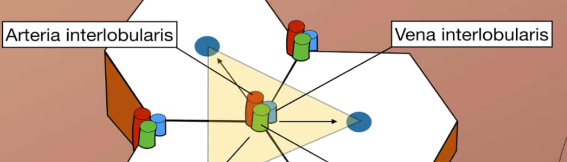 Diagramm der Leberarterie