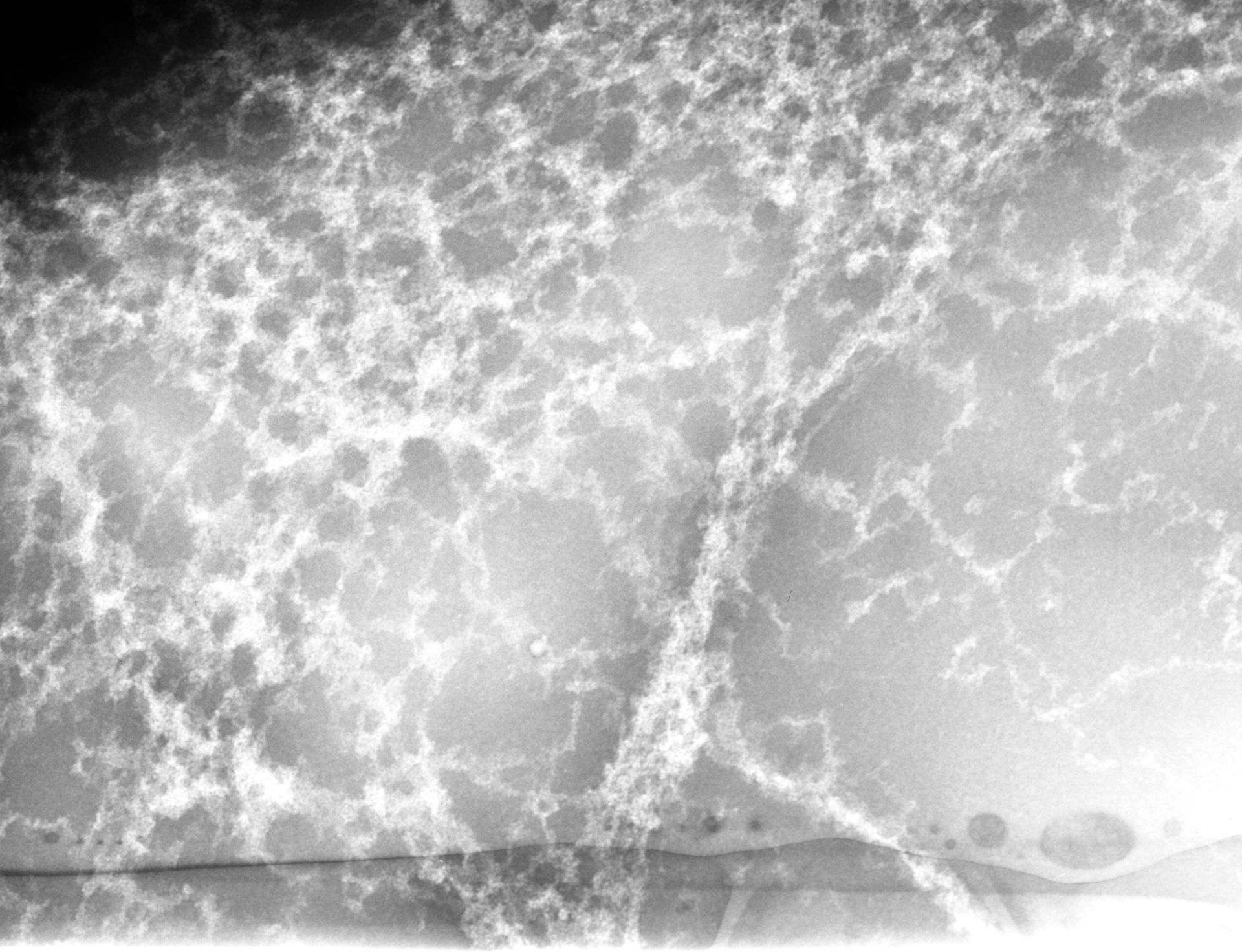 Notopthalmus viridescens (Nuclear chromatin) - CIL:7344