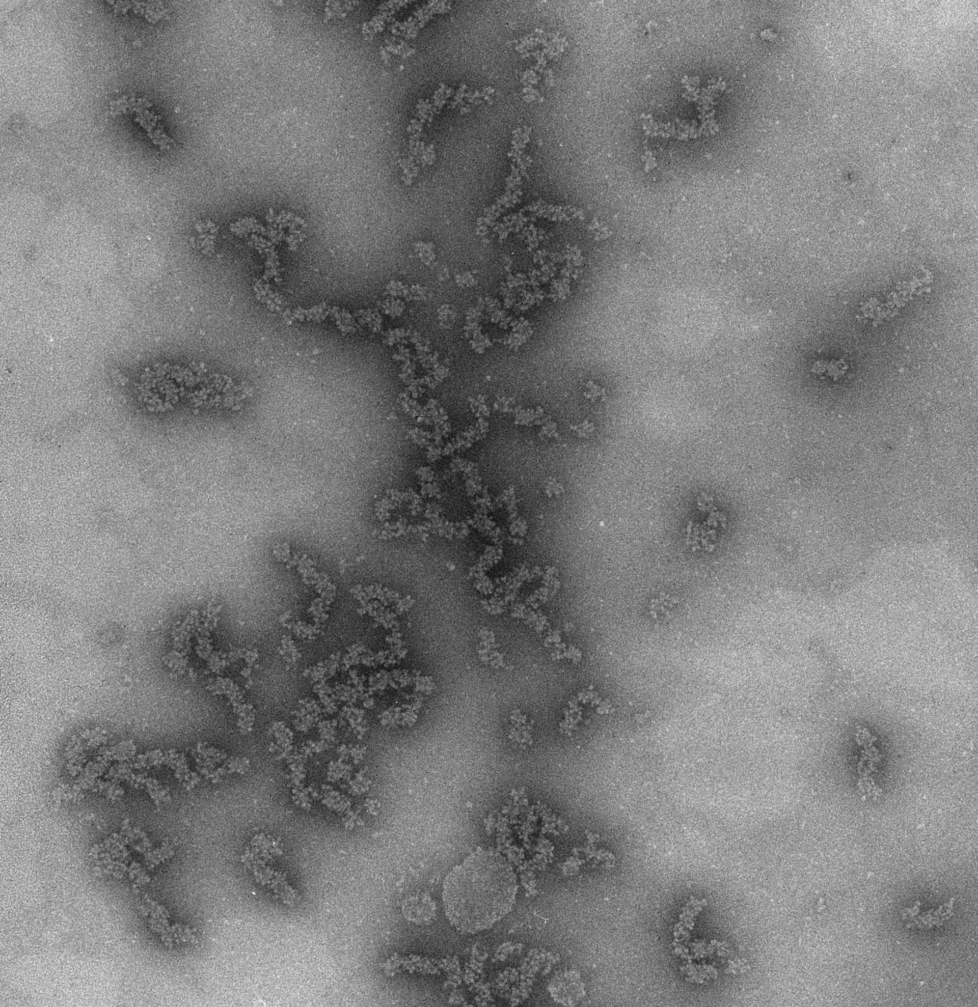 Necturus maculosus (Nucleate erythrocyte) - CIL:716