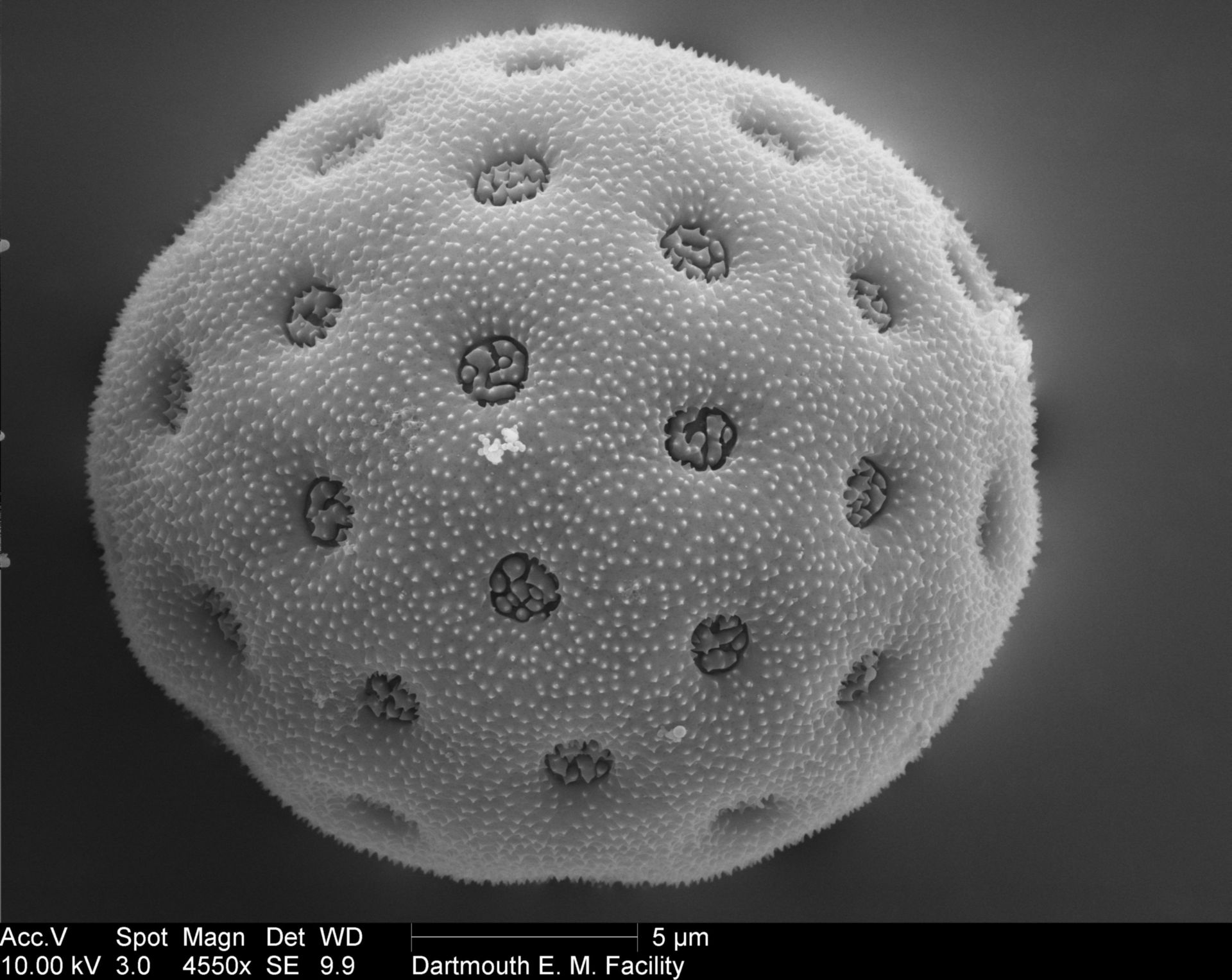 Amaranthus (Pollen wall) - CIL:40352
