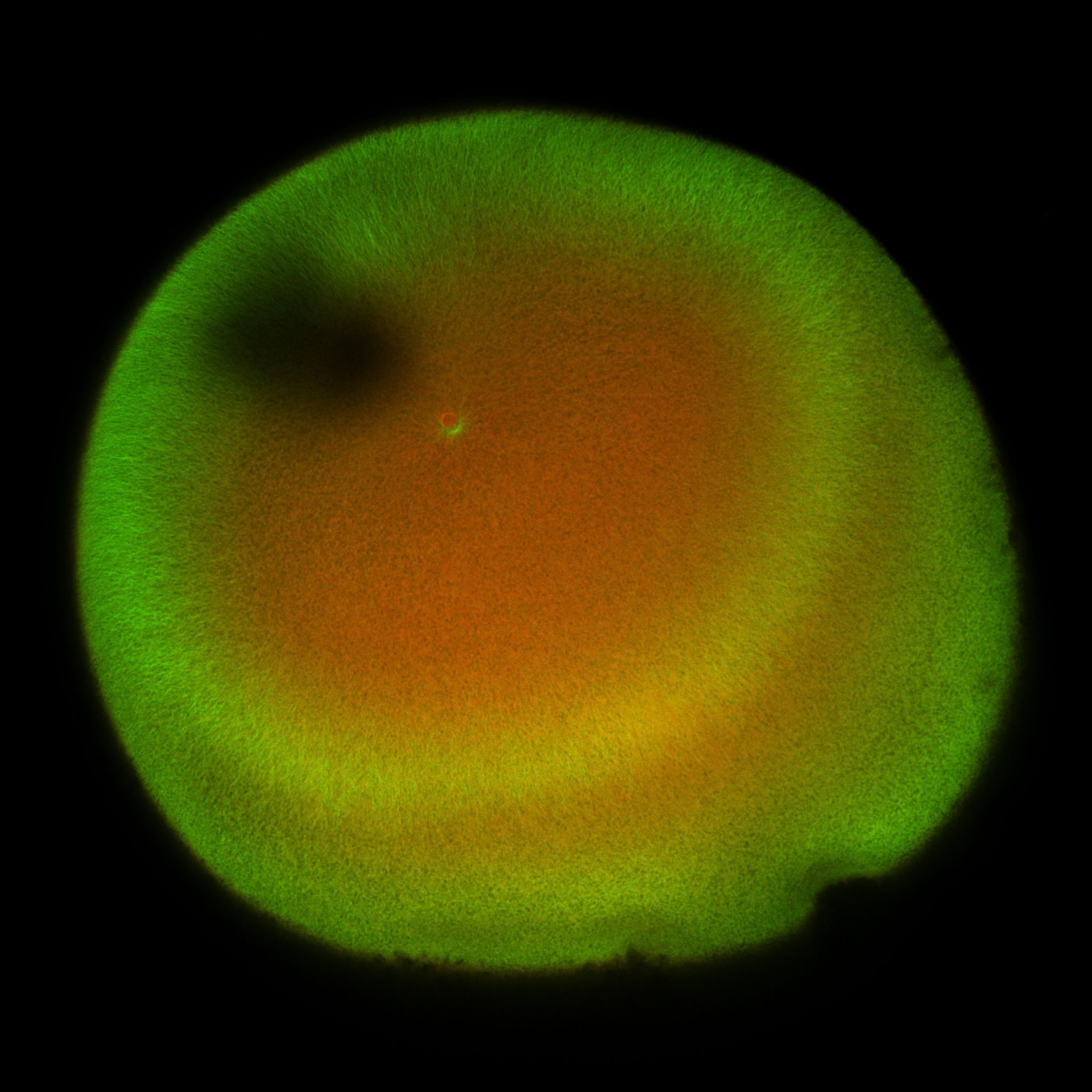Xenopus laevis (DNA) - CIL:36478