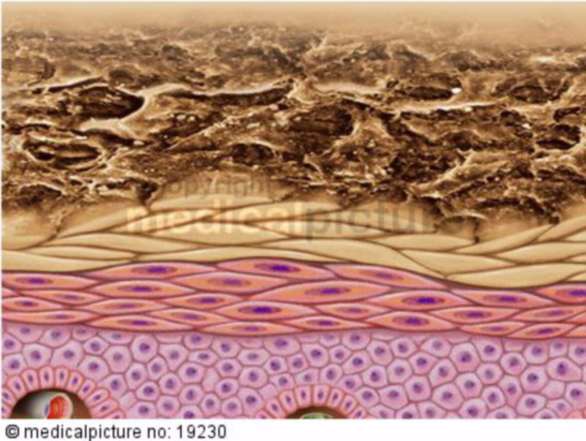 Haut DocCheck Flexikon