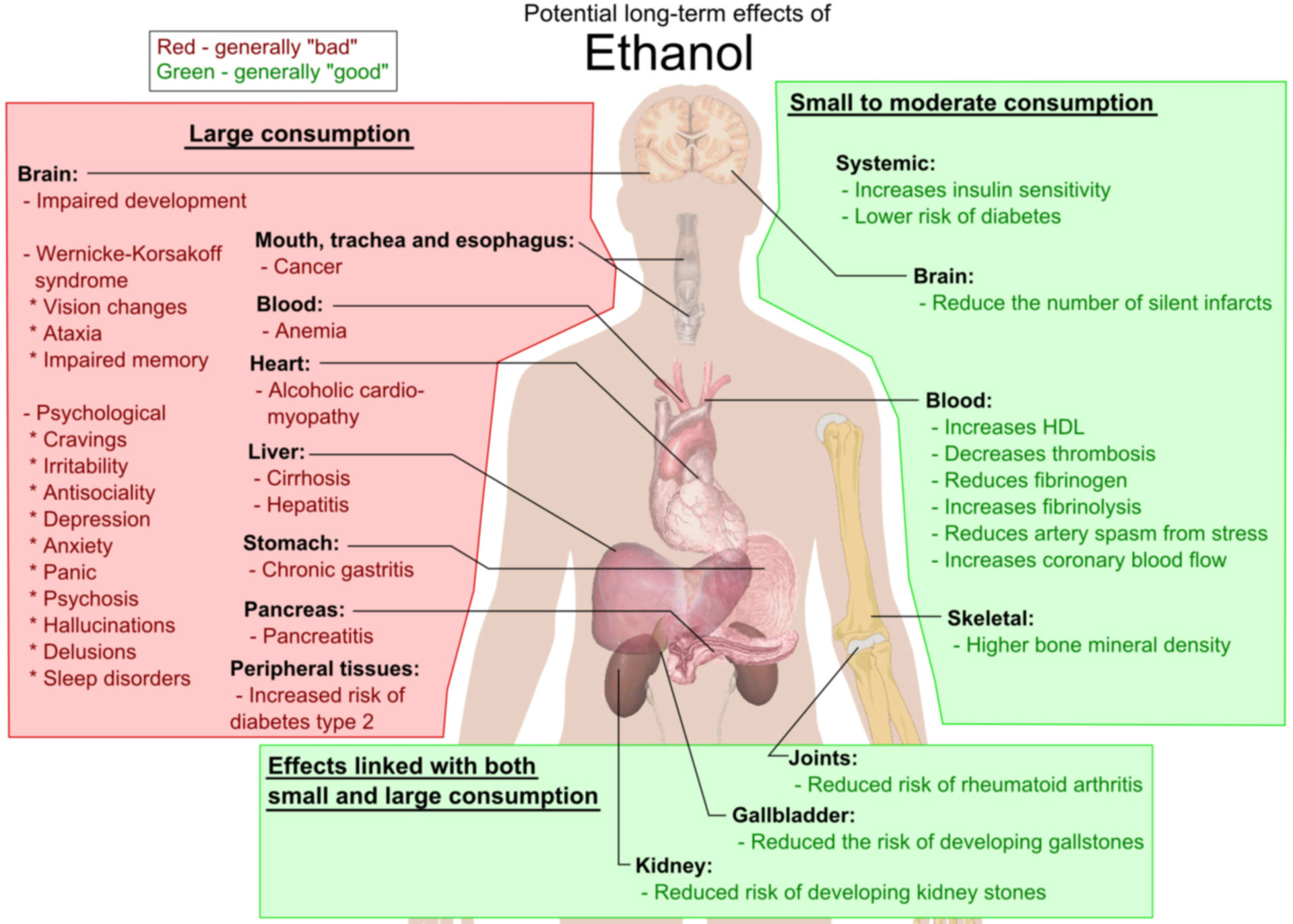 Potential long-term effects of Ethanol