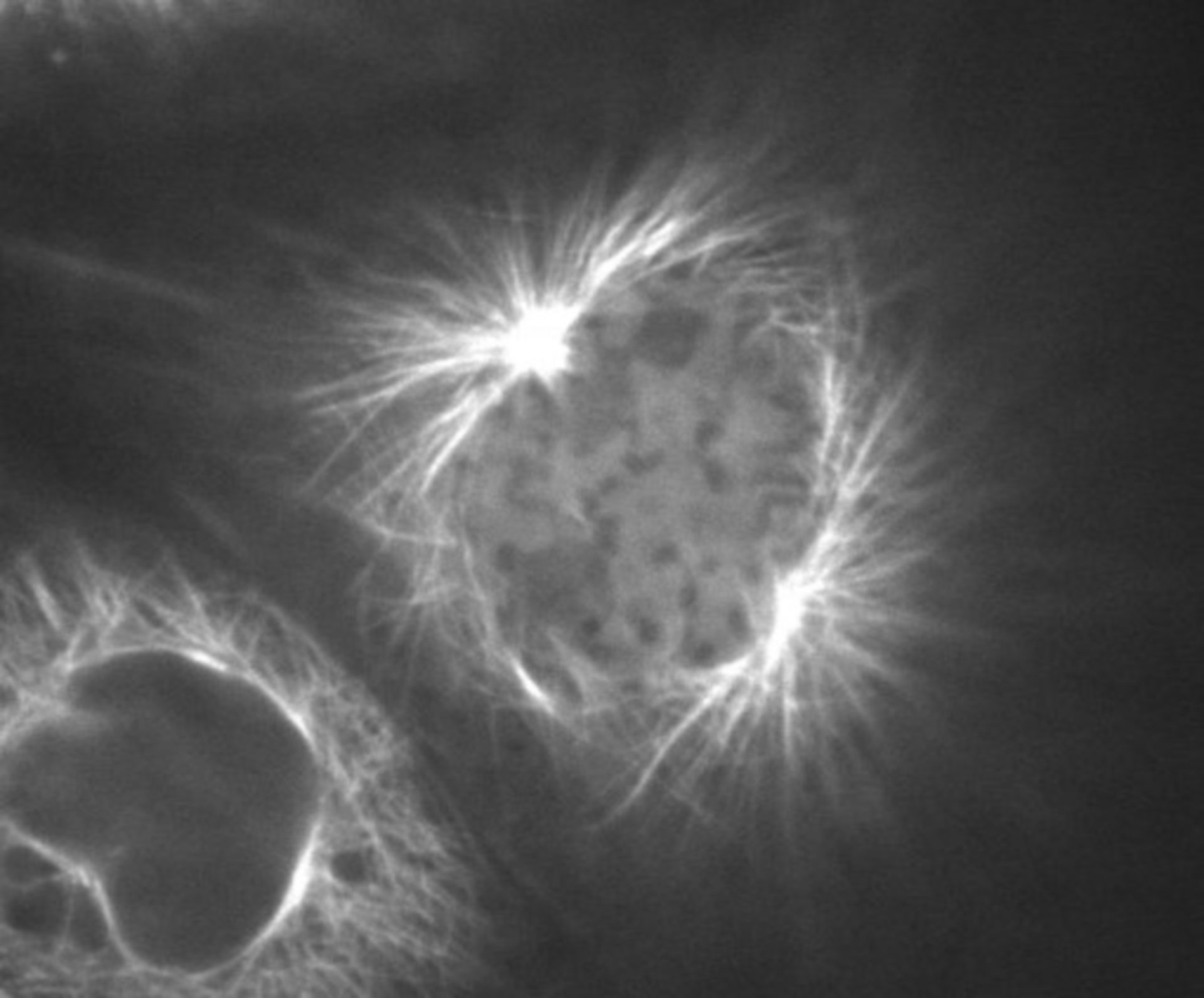 Sus scrofa domestica (Microtubule cytoskeleton) - CIL:40269