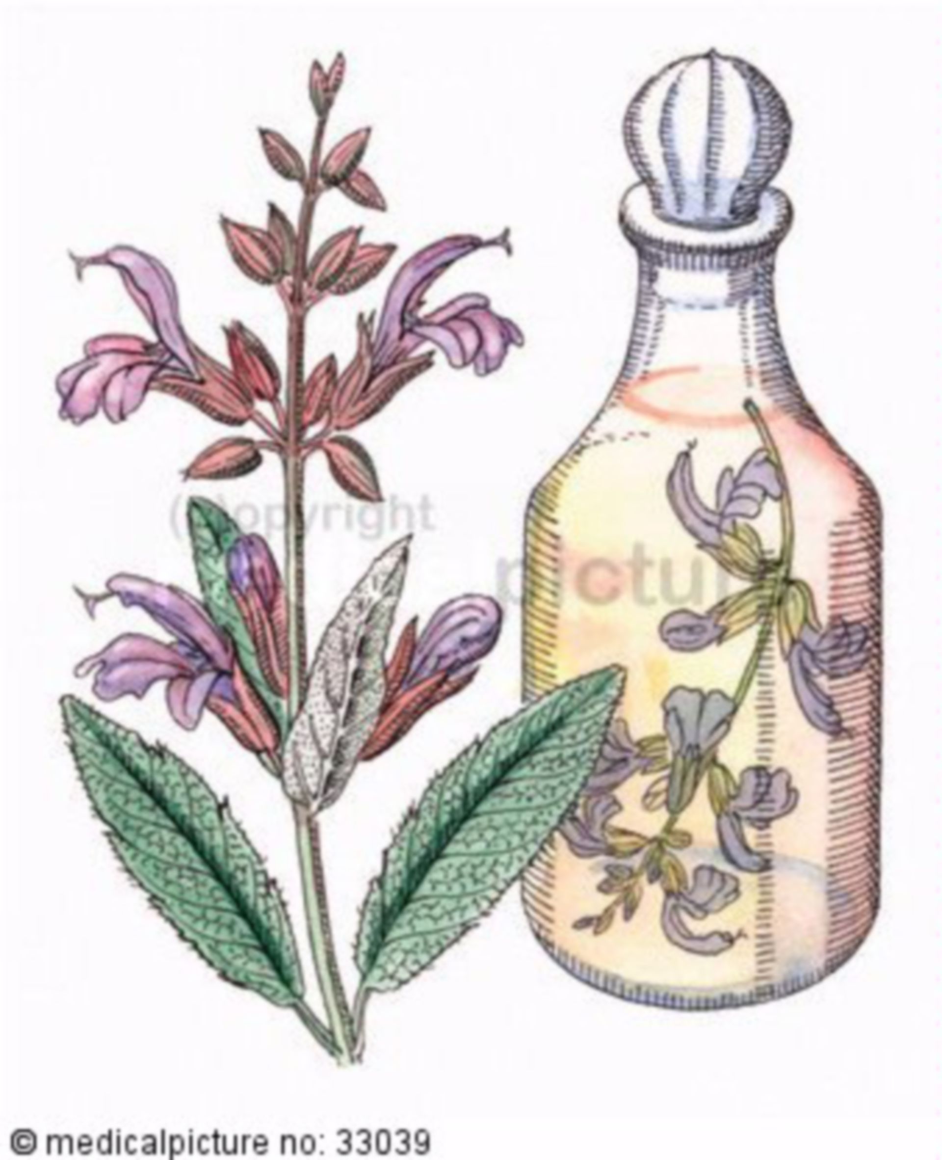  Strauch, Salvia officinalis, Salbei 
