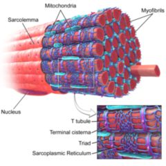 Endoplasmatisches Retikulum Doccheck Flexikon