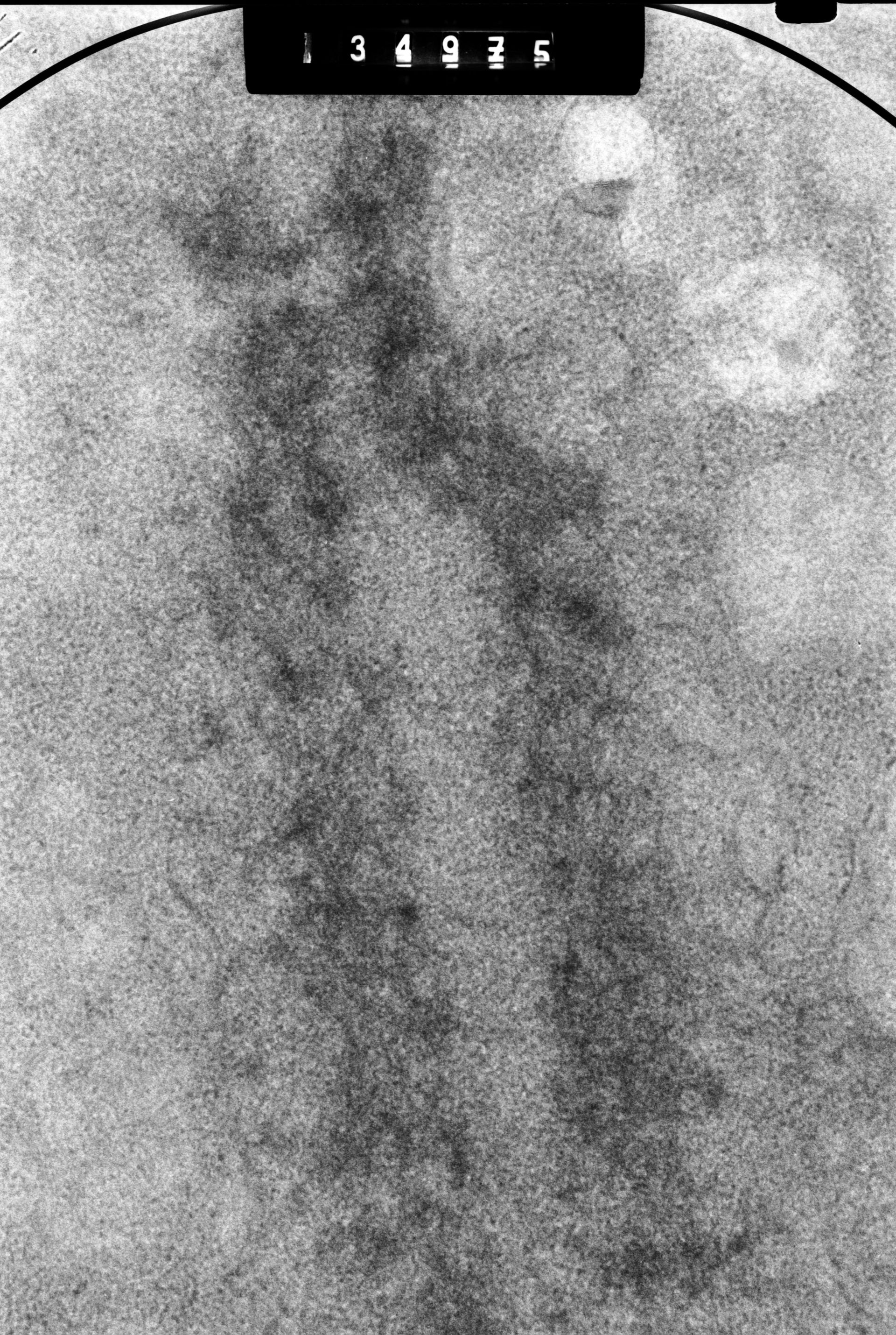 Cricetulus griseus (Nuclear chromosome) - CIL:41731