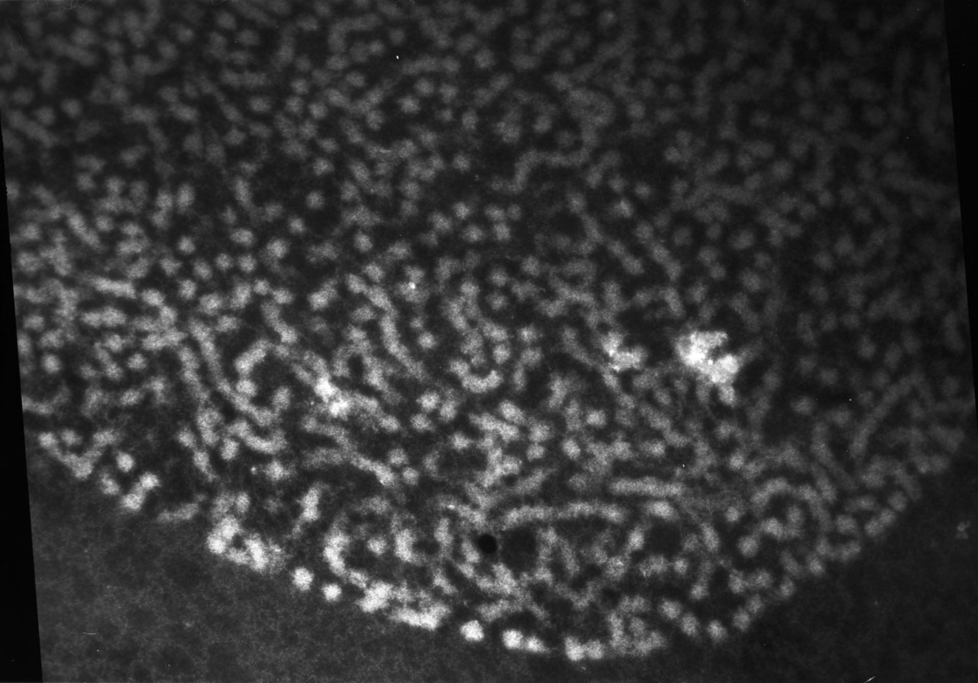 Patiria miniata (Chromatin) - CIL:760