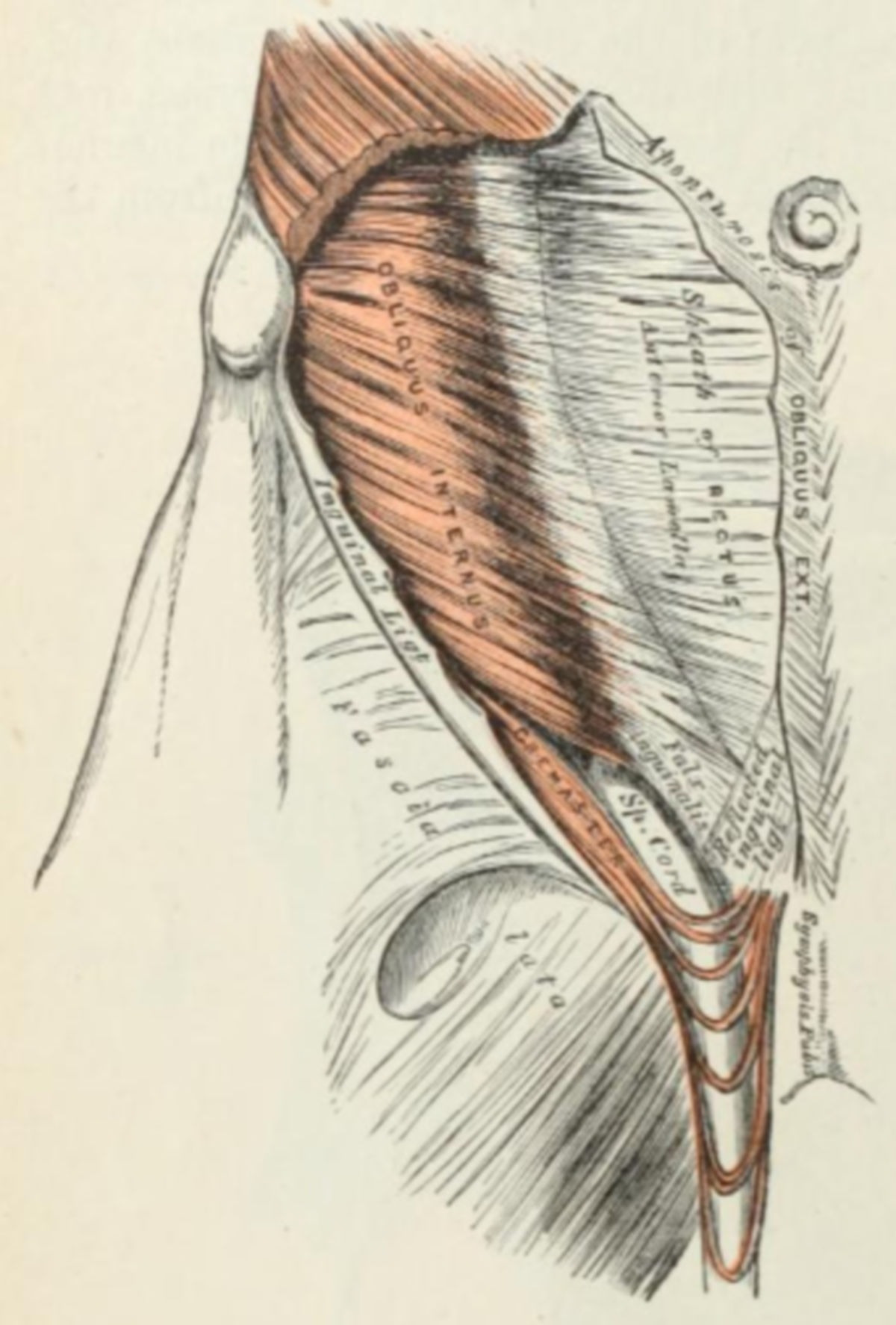 Musculus cremastericus