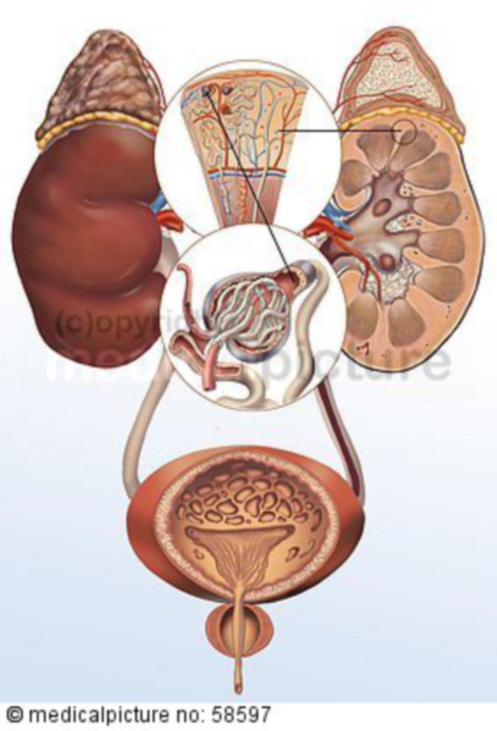  Nieren und Harnwege 
