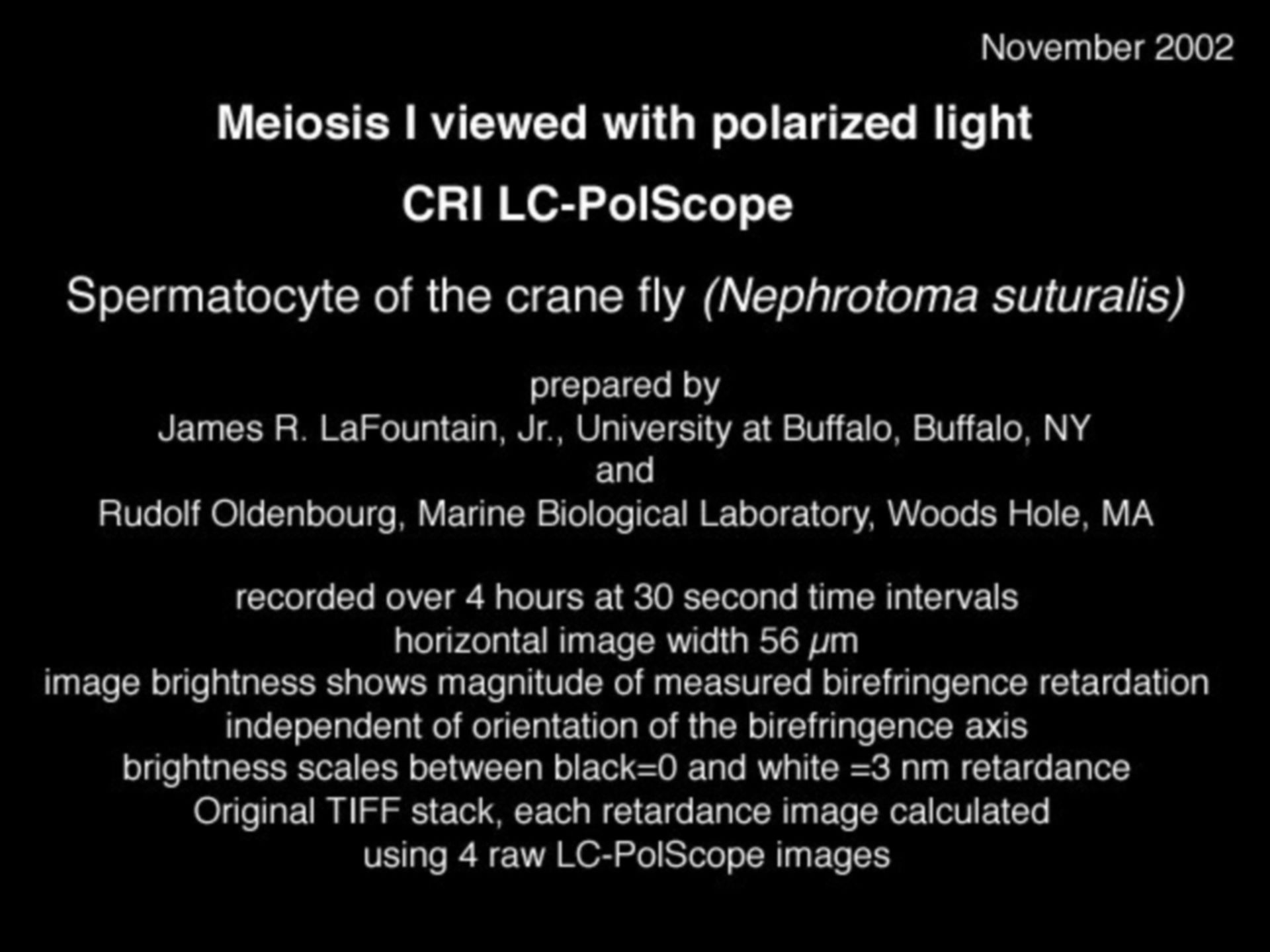 Nephrotoma suturalis (Nuclear chromosome) - CIL:9057