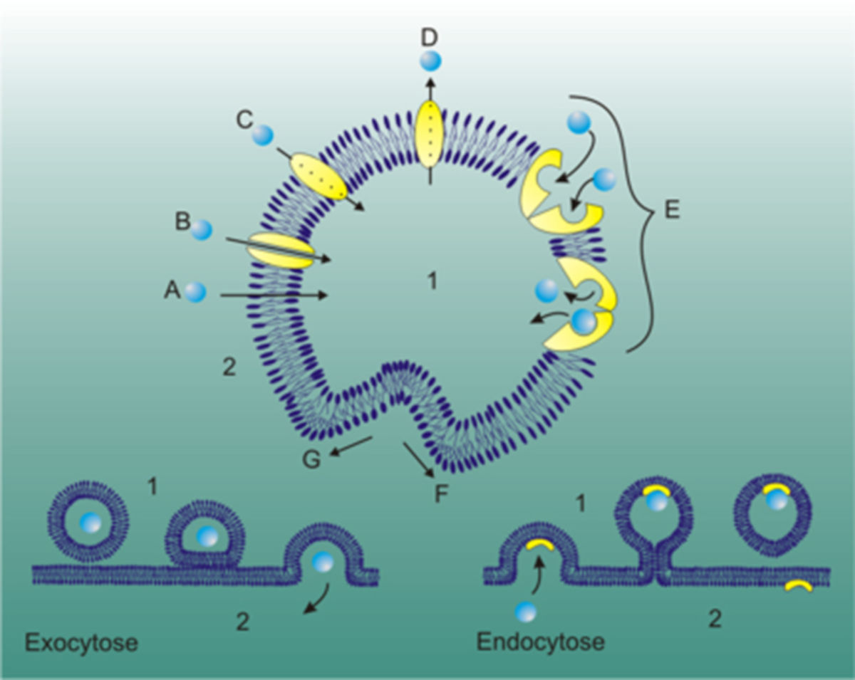 Membrantransport