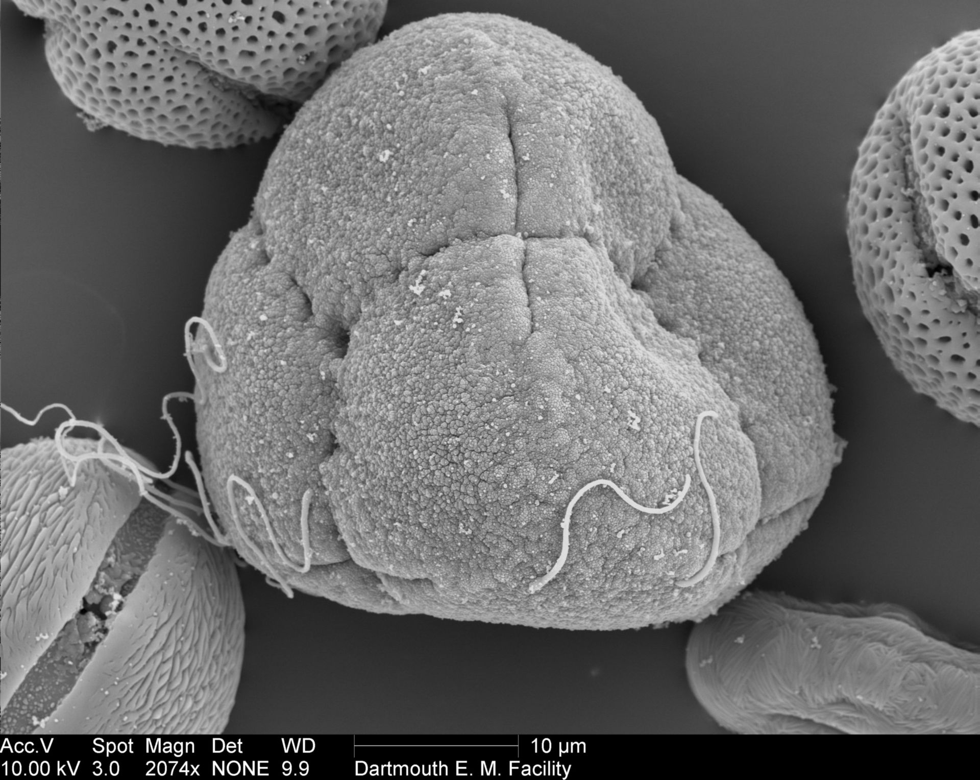 Rhododendron (Pollen wall) - CIL:40345