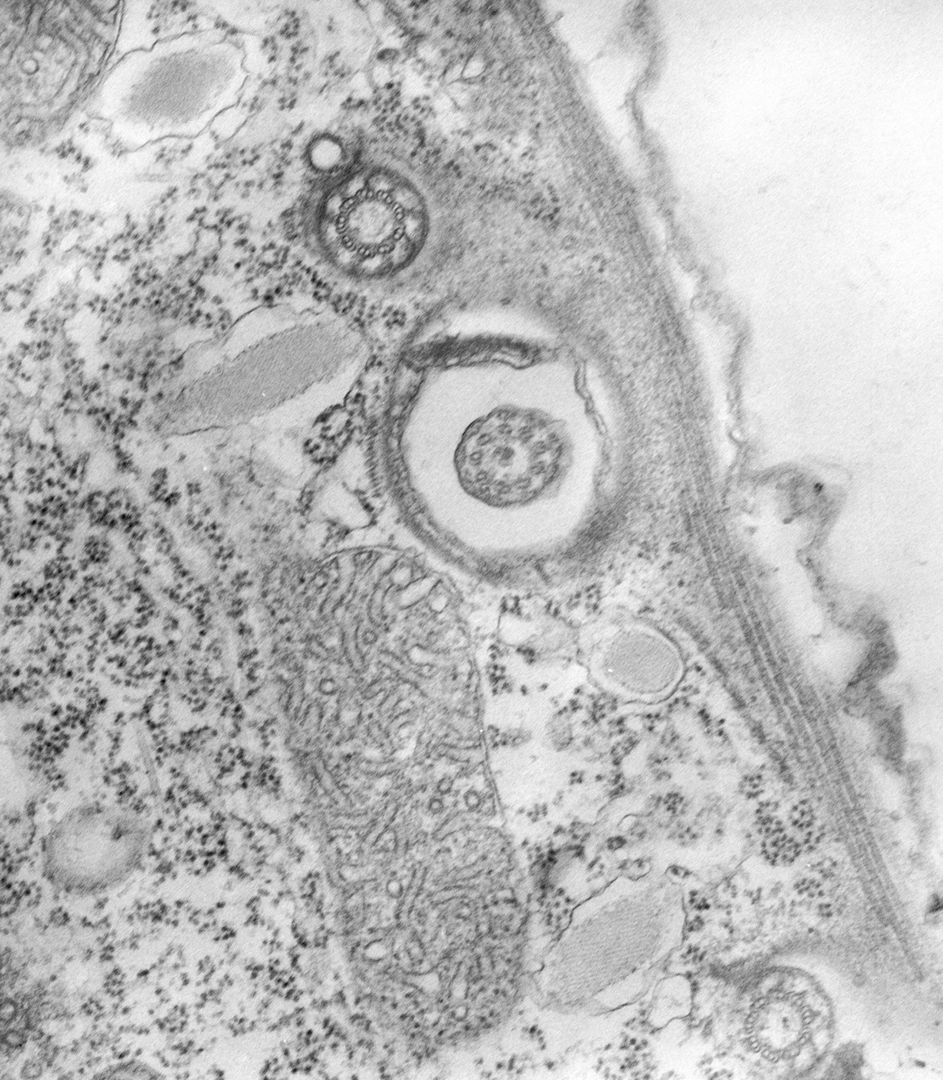 Tetrahymena pyriformis (Cortical microtubule cytoskeleton) - CIL:34727