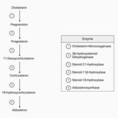 Corticosteron DocCheck Flexikon