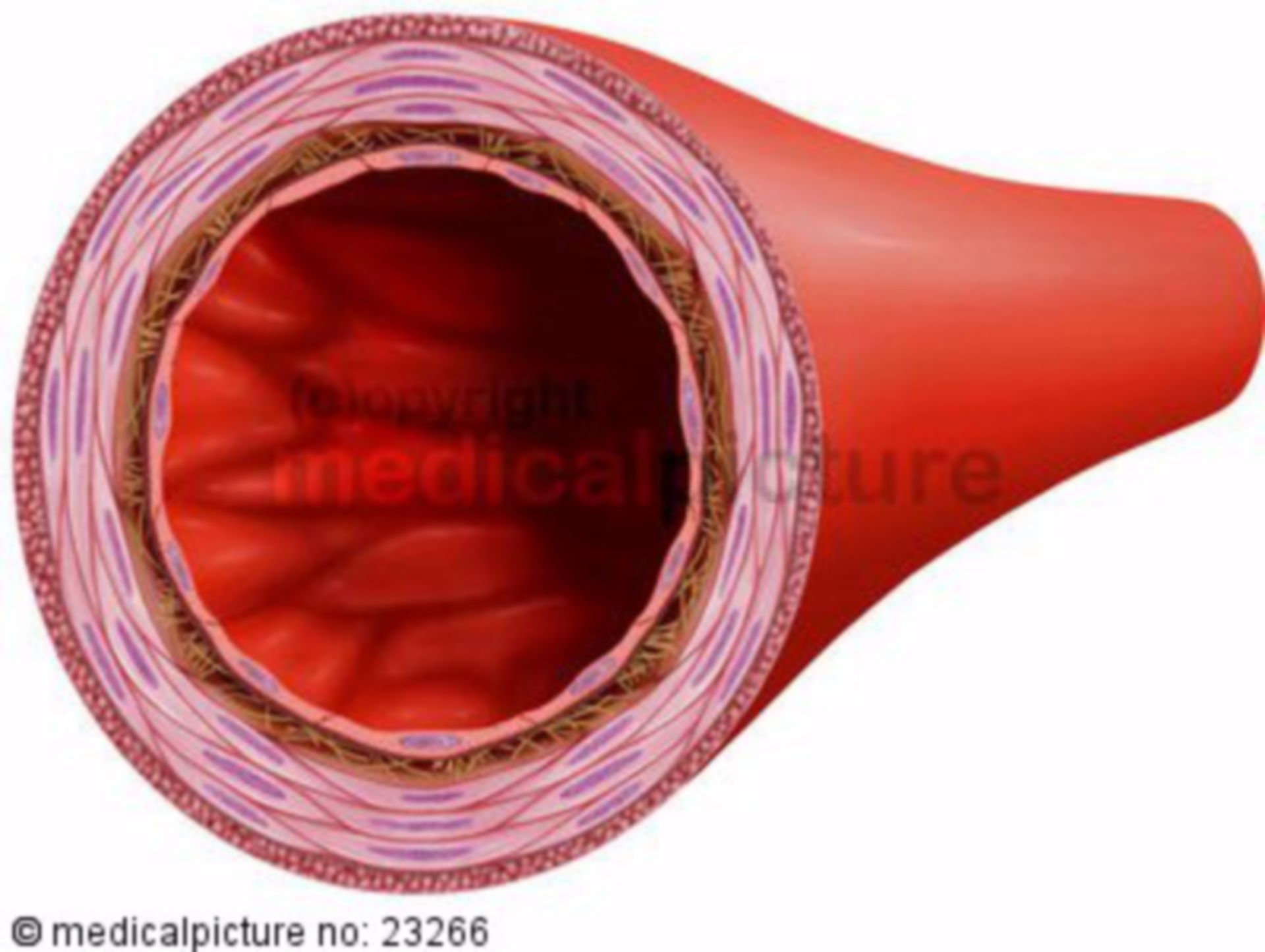 Artery in cross section