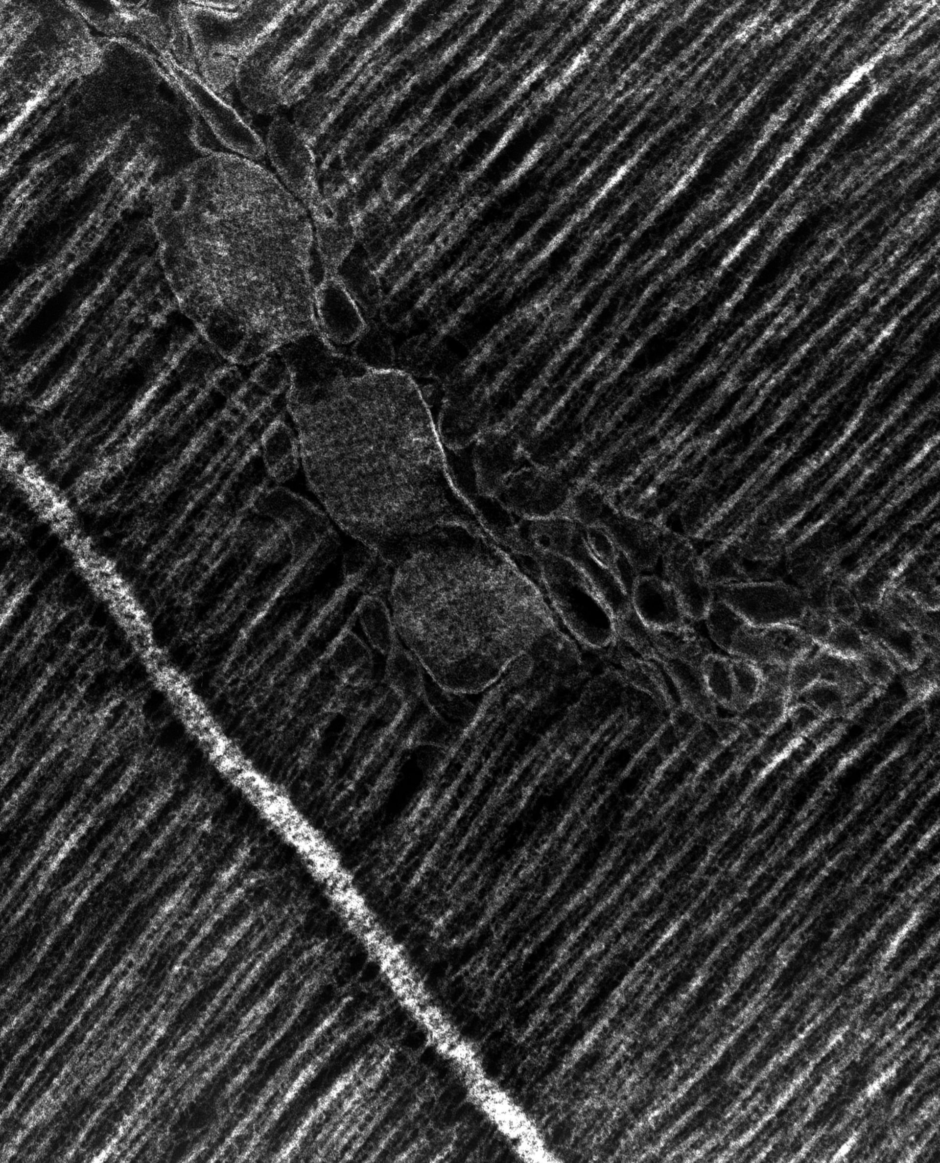 Damselfly (T-tubule) - CIL:37371