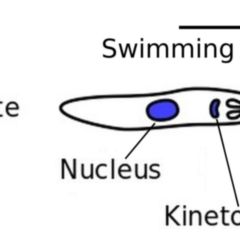 Promastigot DocCheck Flexikon