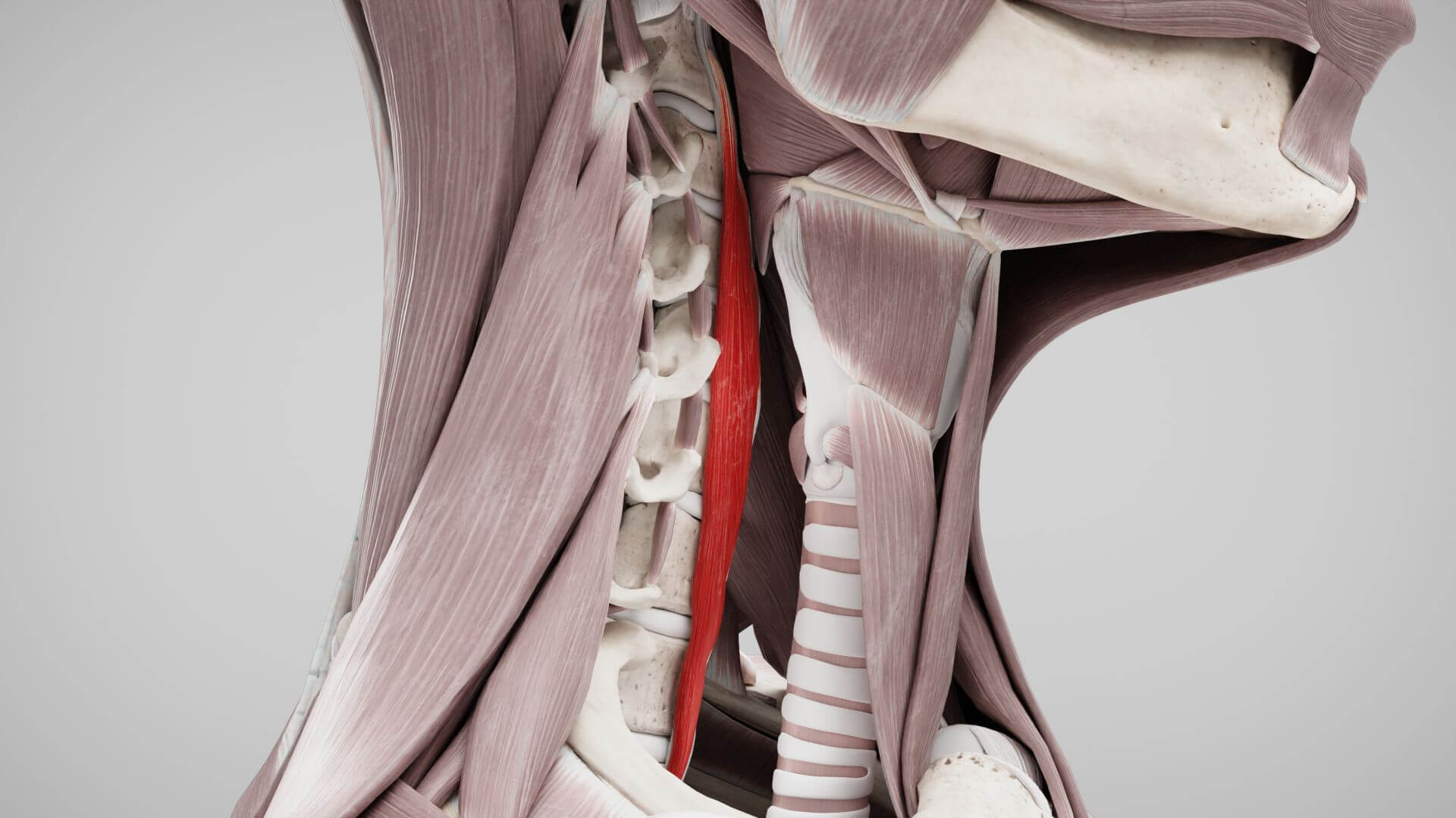 Musculus longus colli