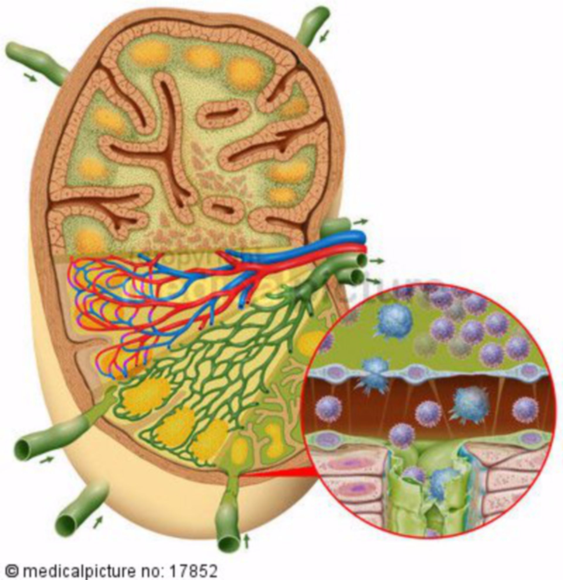 Section of a lymph node (with magnified area)