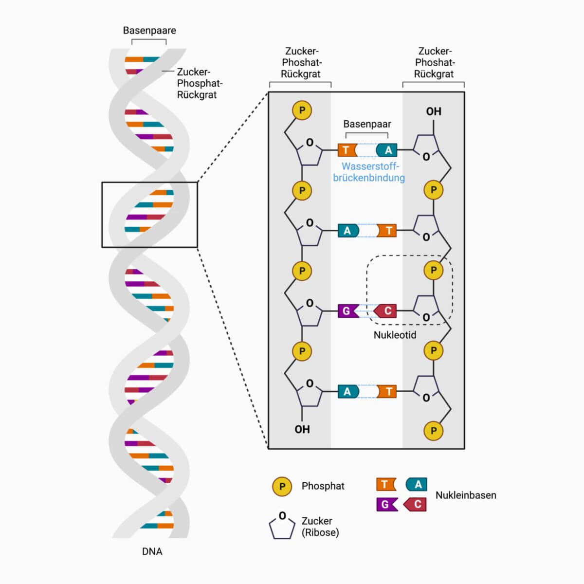Struktur der DNA und des Rückgrats
