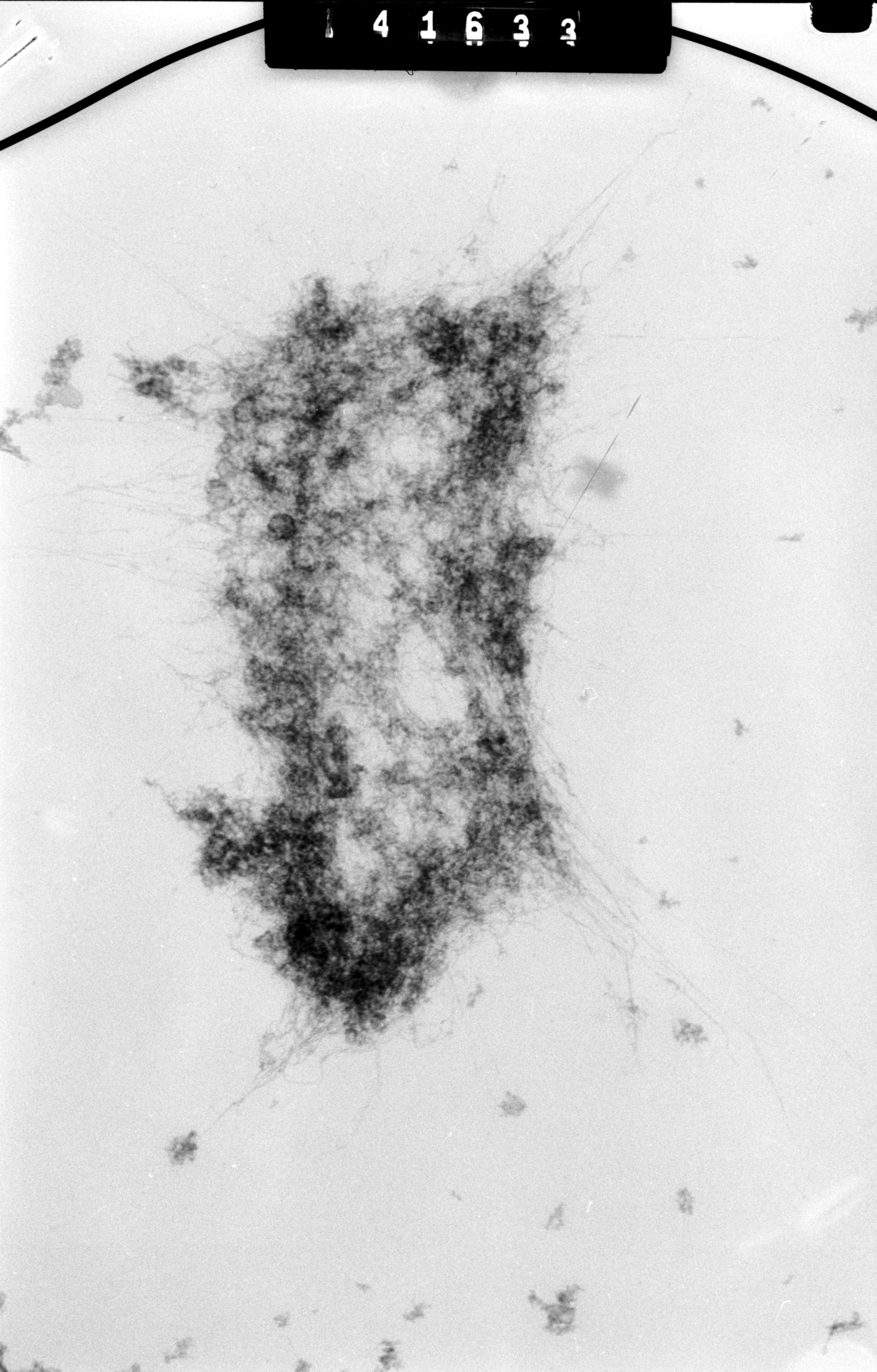 Mus musculus (Nuclear chromosome) - CIL:40690