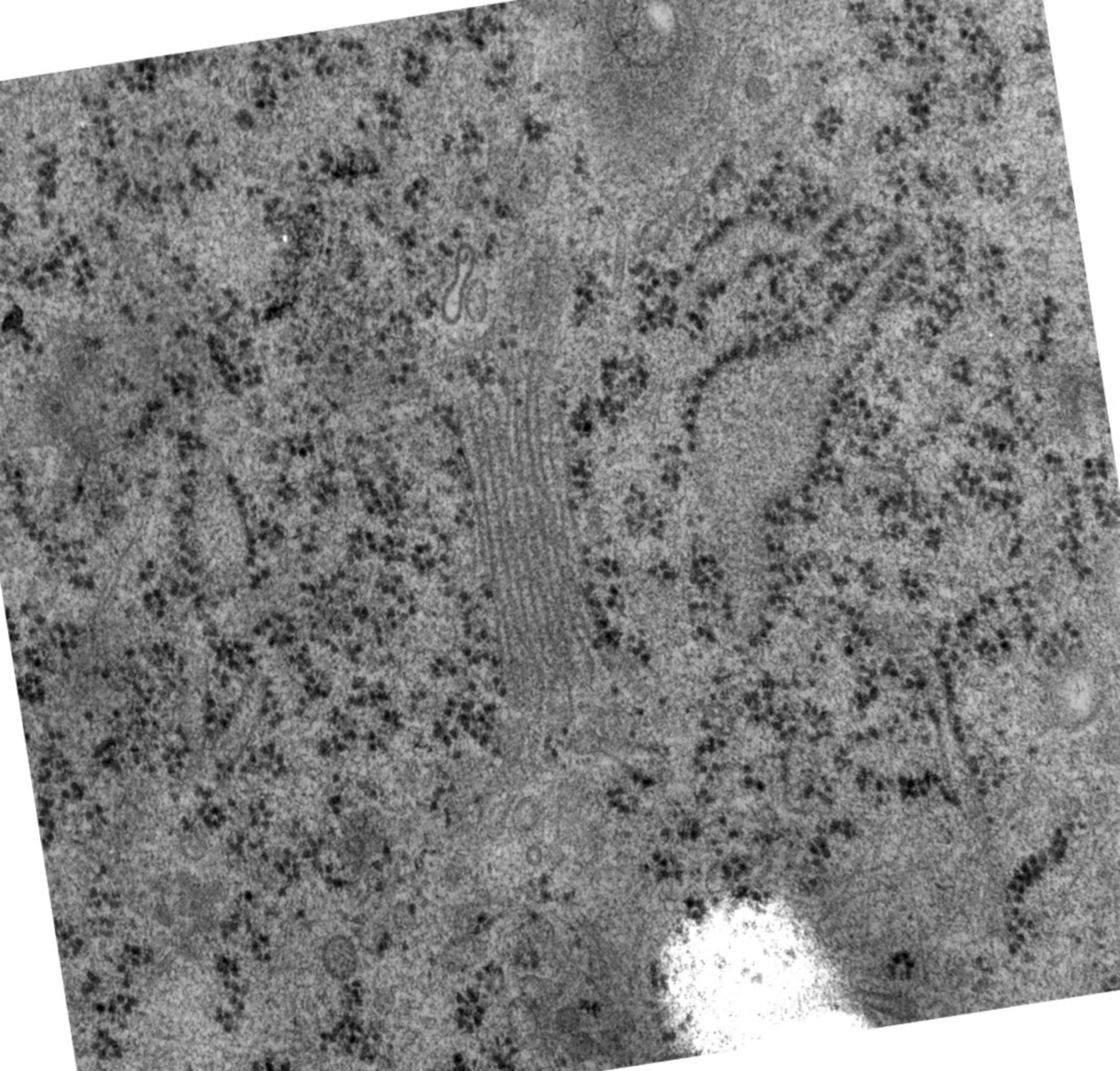 Rattus norvegicus (Golgi cisterna) - CIL:24479
