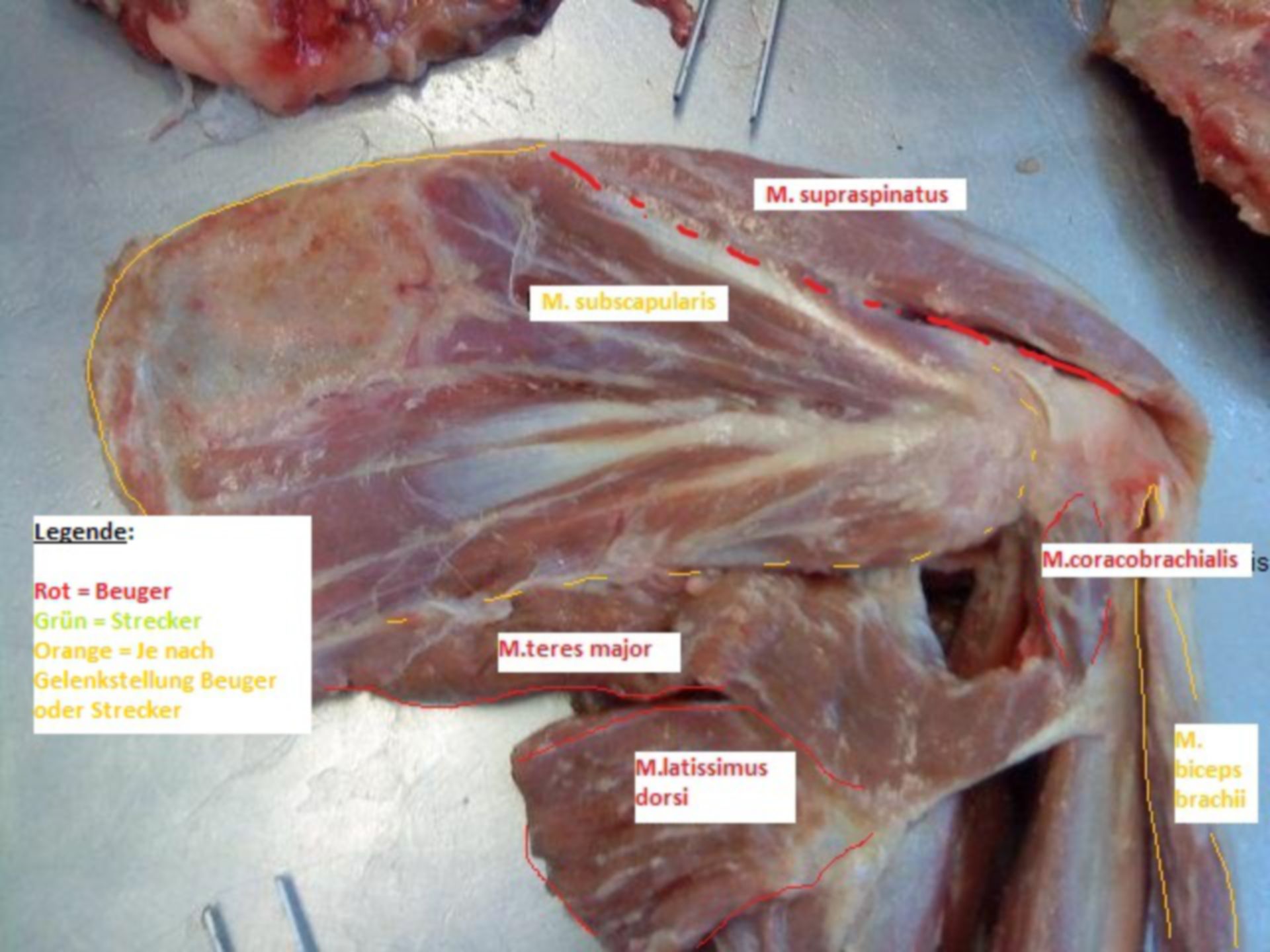 Muscles of the anterior limb of a dog (1)