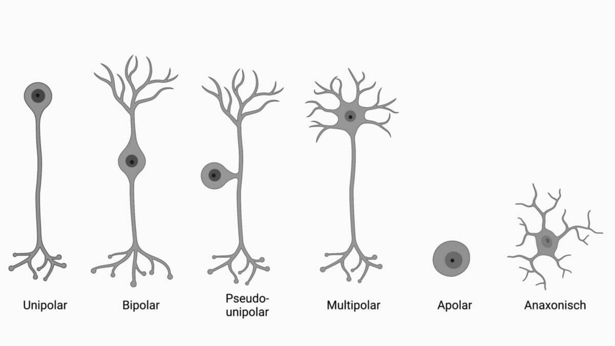 Morphologie von Nervenzellen