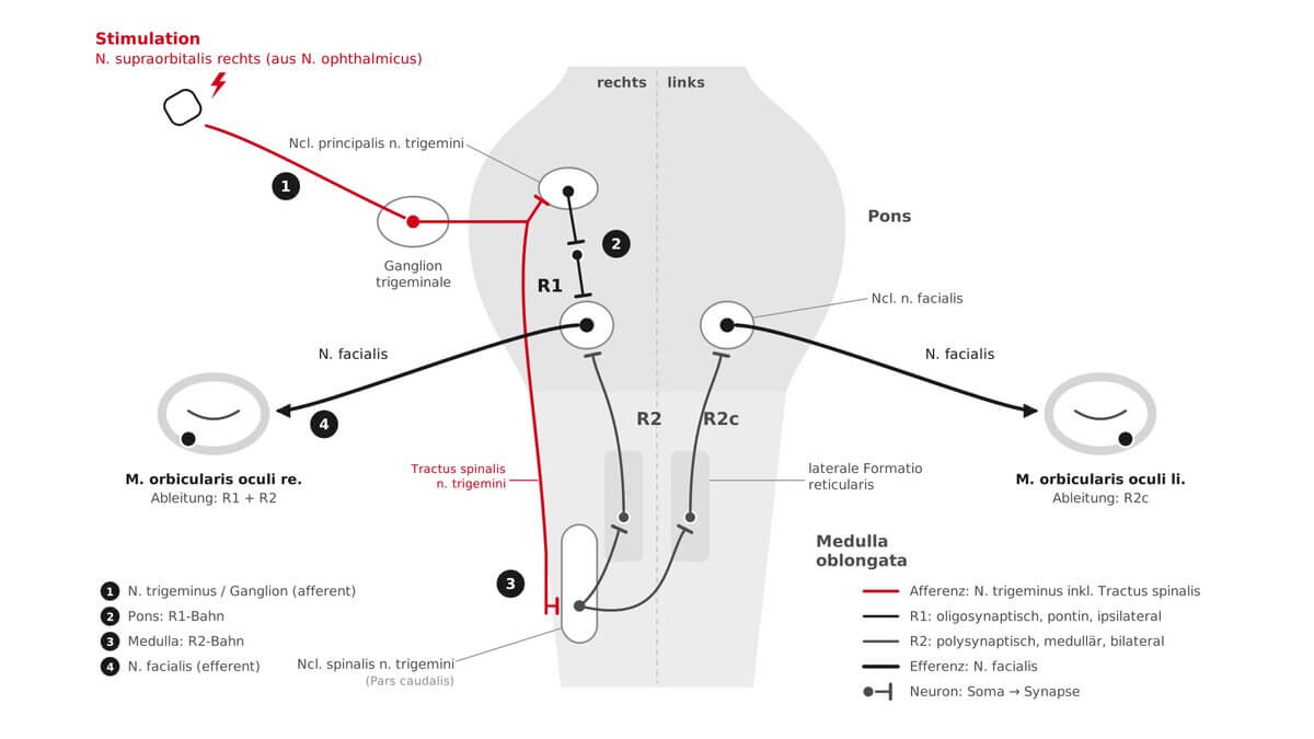 Reflexbogen des Blinkreflexes