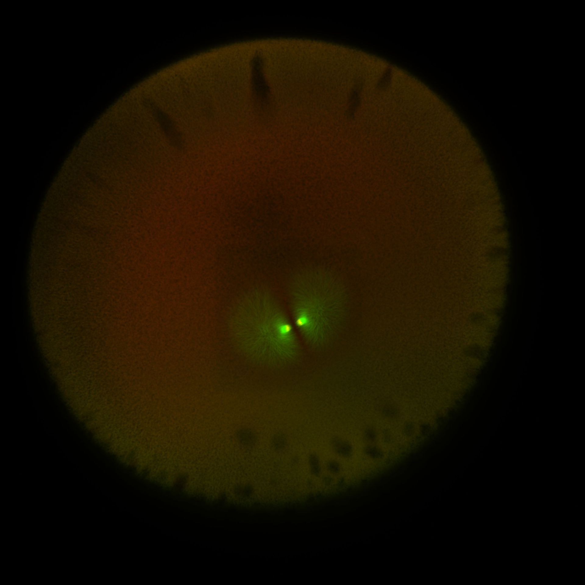 Xenopus laevis (DNA) - CIL:36557