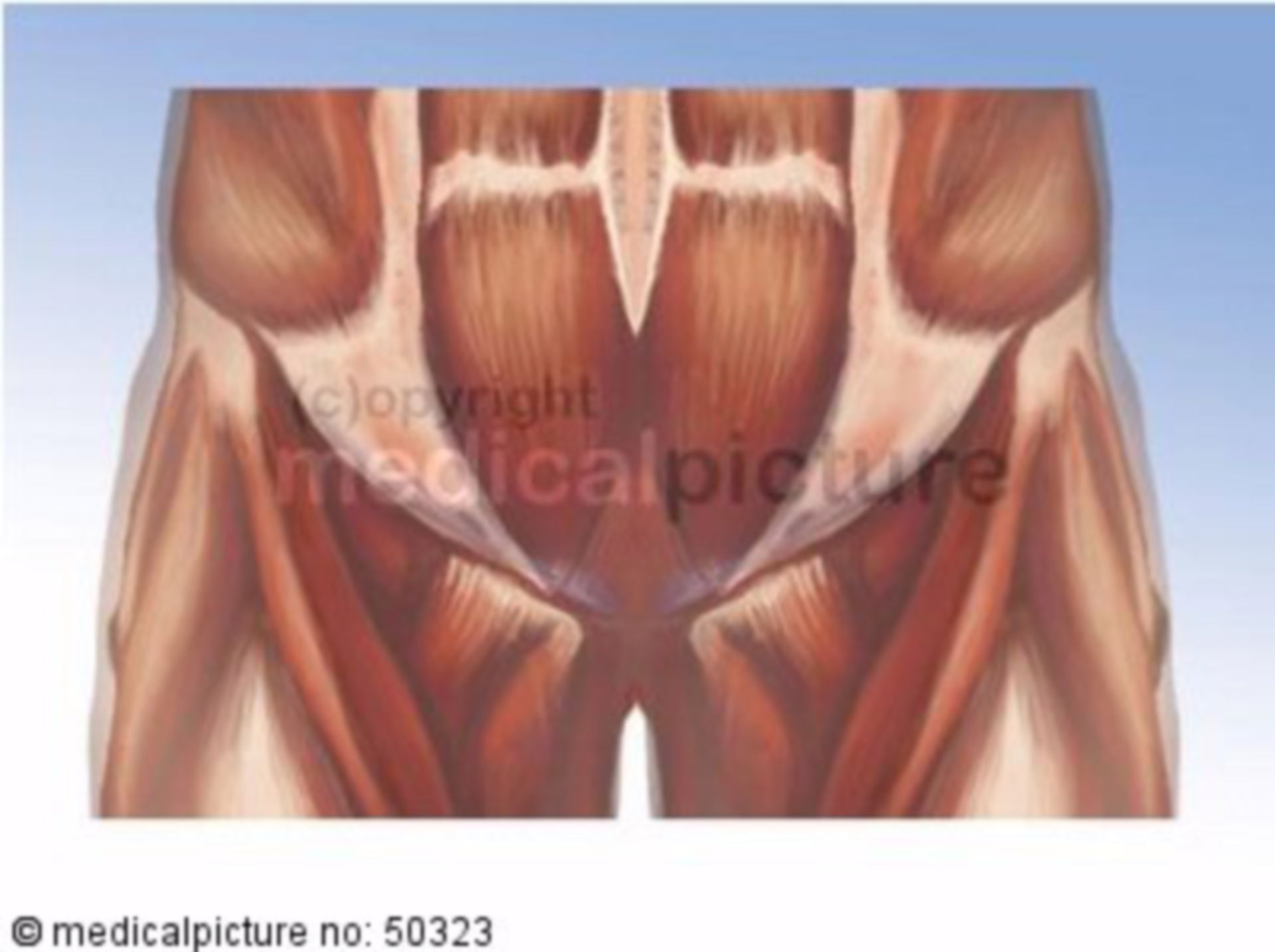 Anatomy of the Pelvic Area