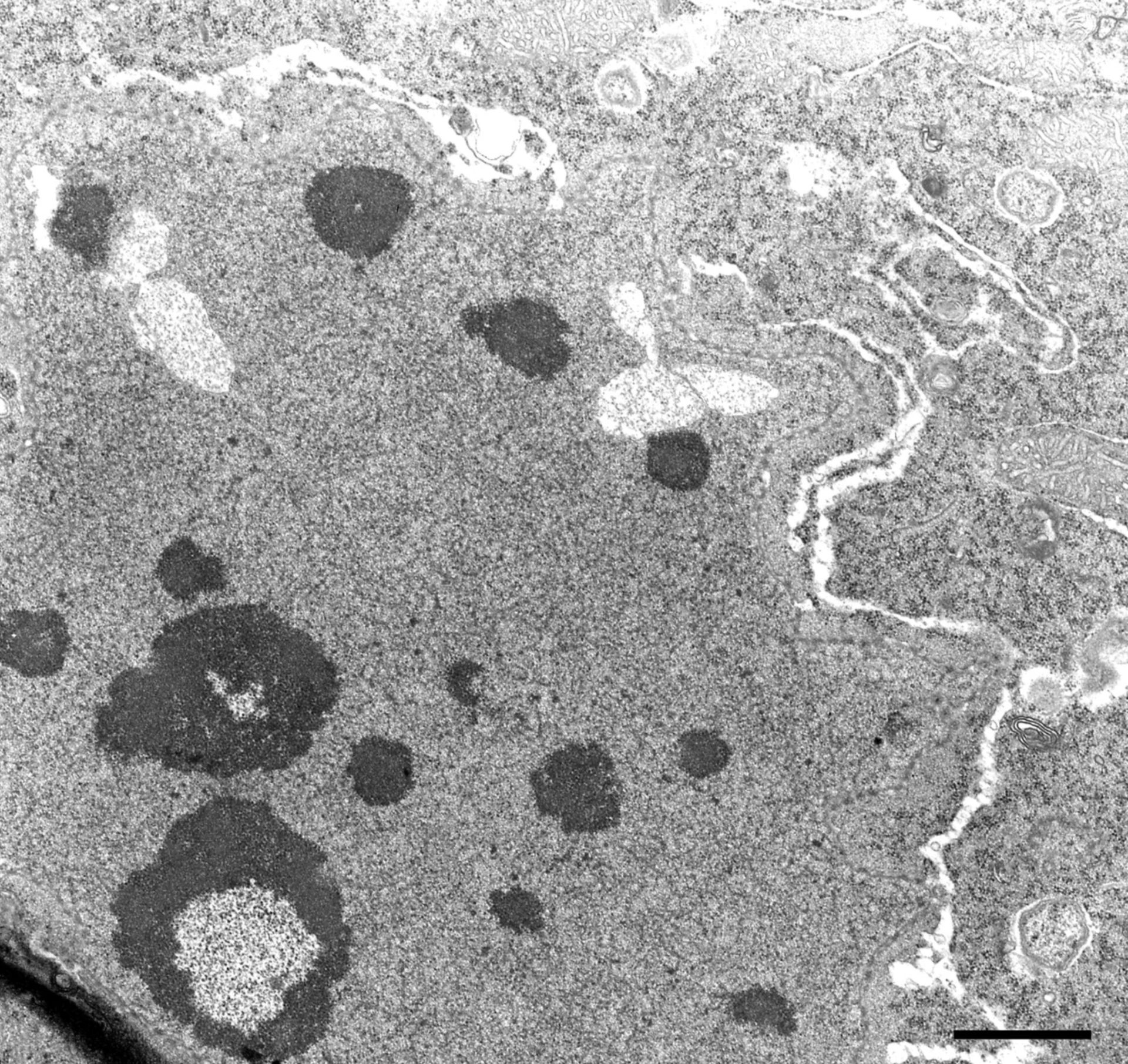 Nassula (Nucleolar part) - CIL:12316