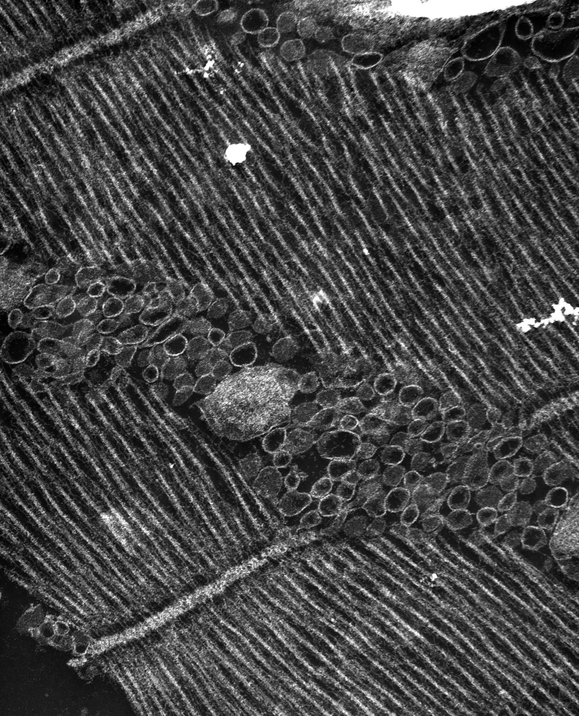 Damselfly (T-tubule) - CIL:37372