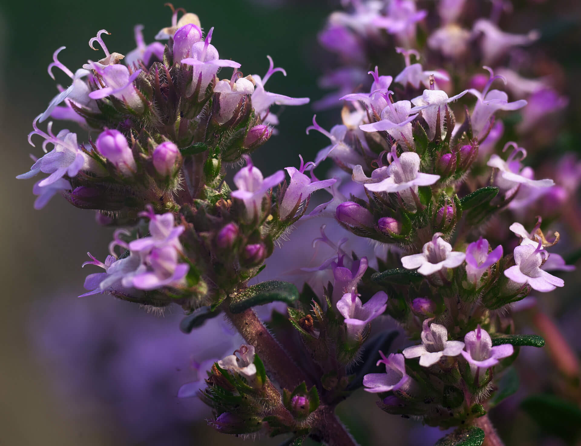 Thymus vulgaris