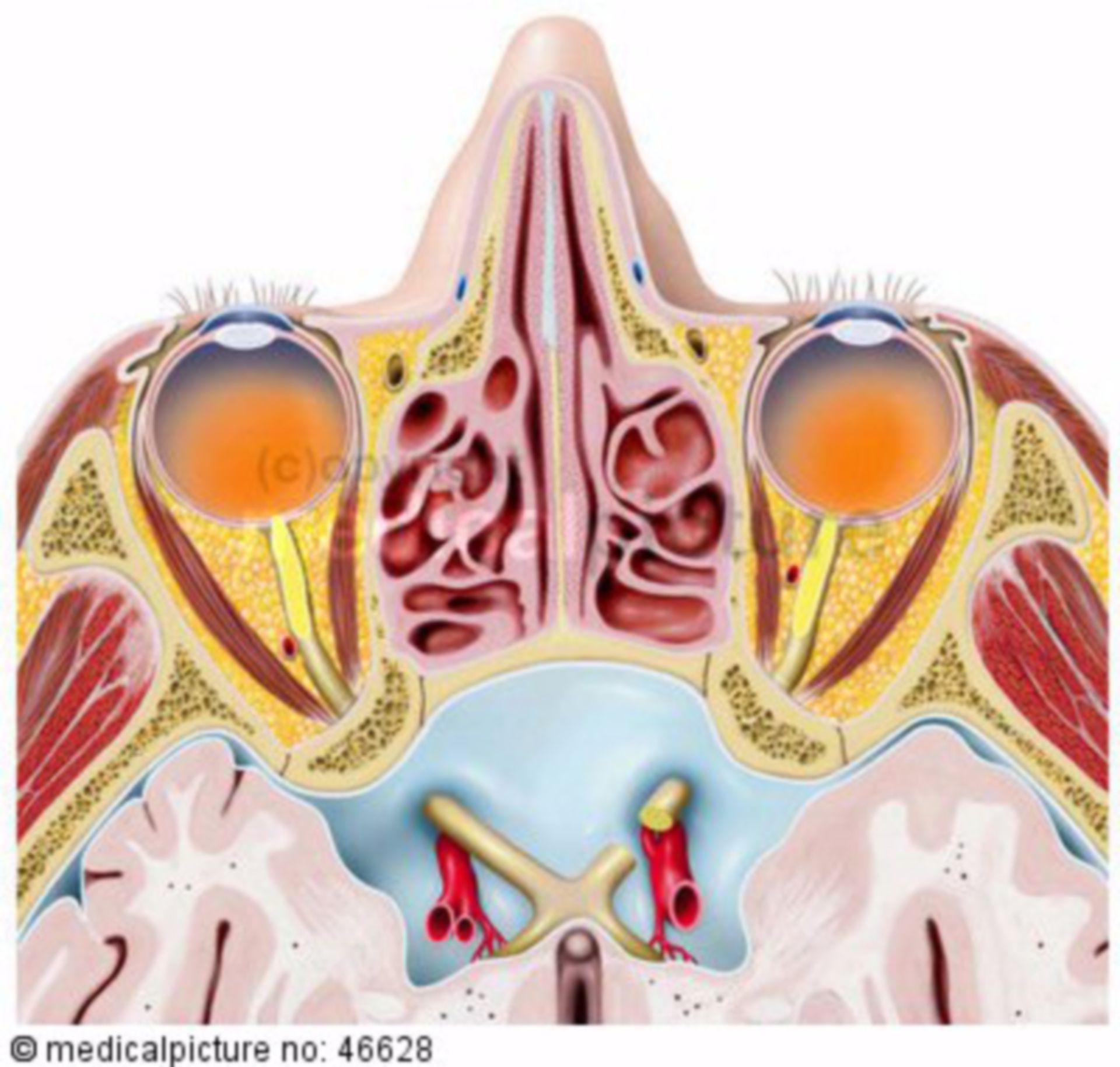 Horizontal Section of Human Cranium (through the Eyes)