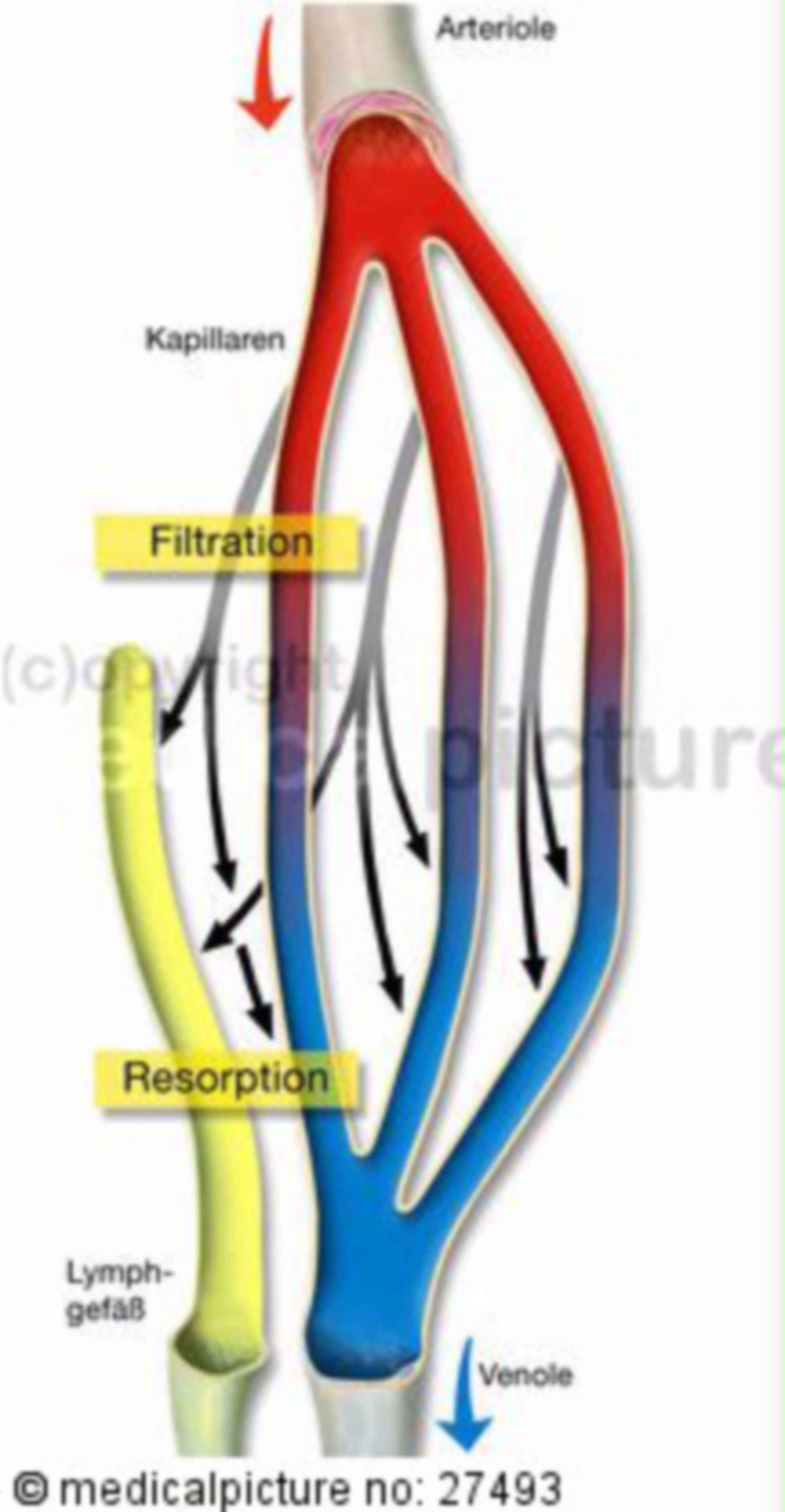 Circulation, Filtration and Resorption