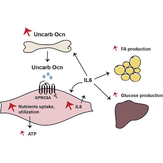Wirkung von Osteocalcin in der Muskelzelle © Mera et al /Cell Metabolism 2016